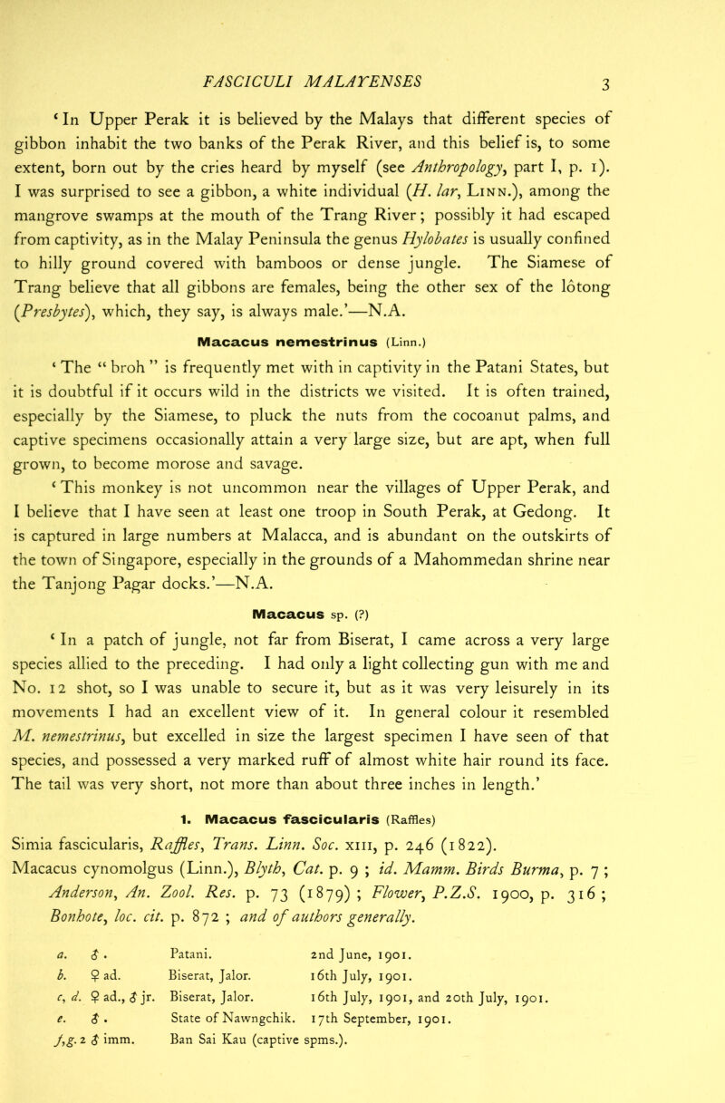 ‘ In Upper Perak it is believed by the Malays that different species of gibbon inhabit the two banks of the Perak River, and this belief is, to some extent, born out by the cries heard by myself (see Anthropology, part I, p. i). I was surprised to see a gibbon, a white individual {H. lar, Linn.), among the mangrove swamps at the mouth of the Trang River; possibly it had escaped from captivity, as in the Malay Peninsula the genus Hylobates is usually confined to hilly ground covered with bamboos or dense jungle. The Siamese of Trang believe that all gibbons are females, being the other sex of the lotong (Presbytes), which, they say, is always male.’—N.A. Macacus nemestrinus (Linn.) ‘ The “ broh ” is frequently met with in captivity in the Patani States, but it is doubtful if it occurs wild in the districts we visited. It is often trained, especially by the Siamese, to pluck the nuts from the cocoanut palms, and captive specimens occasionally attain a very large size, but are apt, when full grown, to become morose and savage. c This monkey is not uncommon near the villages of Upper Perak, and I believe that I have seen at least one troop in South Perak, at Gedong. It is captured in large numbers at Malacca, and is abundant on the outskirts of the town of Singapore, especially in the grounds of a Mahommedan shrine near the Tanjong Pagar docks.’—N.A. Macacus sp. (?) i In a patch of jungle, not far from Biserat, I came across a very large species allied to the preceding. I had only a light collecting gun with me and No. 12 shot, so I was unable to secure it, but as it was very leisurely in its movements I had an excellent view of it. In general colour it resembled M. nemestrinus, but excelled in size the largest specimen I have seen of that species, and possessed a very marked ruff of almost white hair round its face. The tail was very short, not more than about three inches in length.’ 1. Macacus -fascicularis (Raffles) Simia fascicularis, Raffles, Trans. Linn. Soc. xm, p. 246 (1822). Macacus cynomolgus (Linn.), Blyth, Cat. p. 9 ; id. Mamm. Birds Burma, p. 7 ; Anderson, An. Zool. Res. p. 73 (1879) > Flower, P.Z.S. 1900, p. 316 ; Bonhote, loc. cit. p. 872 ; and of authors generally. a. $. Patani. 2nd June, 1901. b. ? ad. Biserat, Jalor. i6thjuly, 1901. r, d. ? ad., $ jr. Biserat, Jalor. 16th July, 1901, and 20th July, 1901. e. $. State of Nawngchik. 17th September, 1901. J,g. 2 $ imm. Ban Sai Kau (captive spms.).