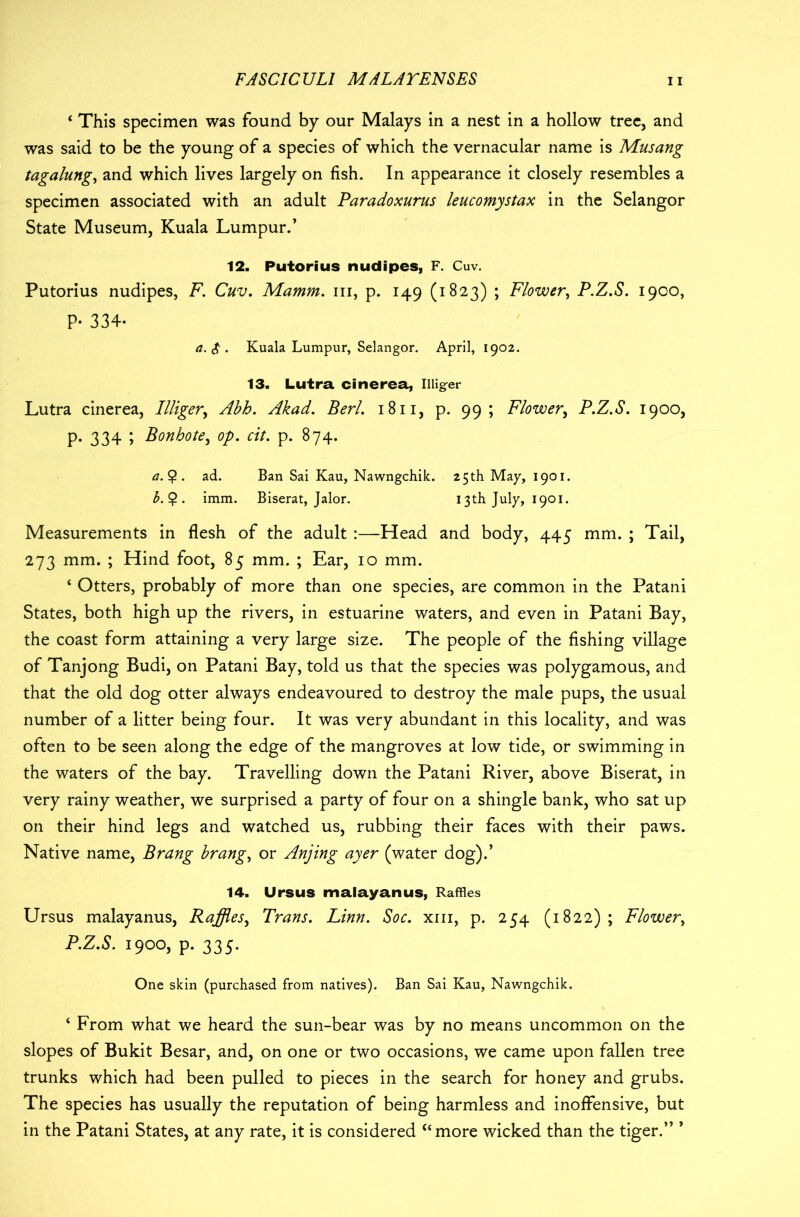 ‘ This specimen was found by our Malays in a nest in a hollow tree, and was said to be the young of a species of which the vernacular name is Musang tagalung, and which lives largely on fish. In appearance it closely resembles a specimen associated with an adult Paradoxurus leucomystax in the Selangor State Museum, Kuala Lumpur.’ 12. Putorius nudipes, F. Cuv. Putorius nudipes, F. Cuv. Mamm. hi, p. 149 (1823) ; Flower, P.Z.S. 1900, P- 334. a. $ . Kuala Lumpur, Selangor. April, 1902. 13. Lutra cinerea, Illiger Lutra cinerea, Illiger, Abb. Akad. Berl. 1811, p. 99; Flower, P.Z.S. 1900, p. 334 5 Bonbote, op. cit. p. 874. a. Q. ad. Ban Sai Kau, Nawngchik. 25th May, 1901. b. £. imm. Biserat, Jalor. 13th July, 1901. Measurements in flesh of the adult :—Head and body, 445 mm. ; Tail, 273 mm. ; Hind foot, 85 mm. ; Ear, 10 mm. ‘ Otters, probably of more than one species, are common in the Patani States, both high up the rivers, in estuarine waters, and even in Patani Bay, the coast form attaining a very large size. The people of the fishing village of Tanjong Budi, on Patani Bay, told us that the species was polygamous, and that the old dog otter always endeavoured to destroy the male pups, the usual number of a litter being four. It was very abundant in this locality, and was often to be seen along the edge of the mangroves at low tide, or swimming in the waters of the bay. Travelling down the Patani River, above Biserat, in very rainy weather, we surprised a party of four on a shingle bank, who sat up on their hind legs and watched us, rubbing their faces with their paws. Native name, Brang brang, or Anjing ayer (water dog).’ 14. Ursus malayanus, Raffles Ursus malayanus, Raffles, Trans. Linn. Soc. xm, p. 254 (1822) ; Flower, P.Z.S. 1900, p. 335. One skin (purchased from natives). Ban Sai Kau, Nawngchik. ‘ From what we heard the sun-bear was by no means uncommon on the slopes of Bukit Besar, and, on one or two occasions, we came upon fallen tree trunks which had been pulled to pieces in the search for honey and grubs. The species has usually the reputation of being harmless and inoffensive, but in the Patani States, at any rate, it is considered “more wicked than the tiger.” ’