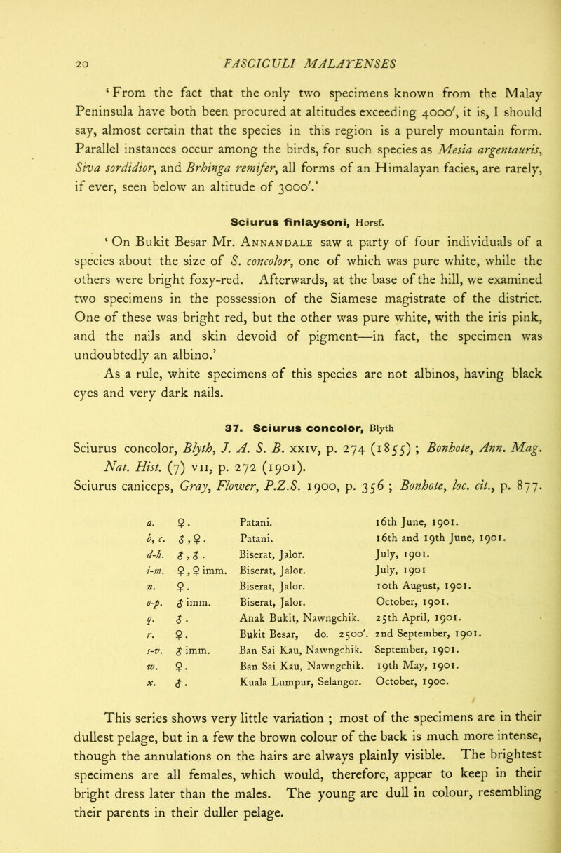 ‘From the fact that the only two specimens known from the Malay Peninsula have both been procured at altitudes exceeding 4000', it is, I should say, almost certain that the species in this region is a purely mountain form. Parallel instances occur among the birds, for such species as Mesia argentauris, Siva sordidior, and Brhinga remifer, all forms of an Himalayan facies, are rarely, if ever, seen below an altitude of 3000'.’ Sciurus finlaysoni, Horsf. ‘ On Bukit Besar Mr. Annandale saw a party of four individuals of a species about the size of S. concolor, one of which was pure white, while the others were bright foxy-red. Afterwards, at the base of the hill, we examined two specimens in the possession of the Siamese magistrate of the district. One of these was bright red, but the other was pure white, with the iris pink, and the nails and skin devoid of pigment—in fact, the specimen was undoubtedly an albino.’ As a rule, white specimens of this species are not albinos, having black eyes and very dark nails. 37. Sciurus concolor, Blyth Sciurus concolor, Blyth, J. A. S. B. xxiv, p. 274 (1855) ; Bonhote, Ann. Mag. Nat. Hist. (7) vii, p. 272 (1901). Sciurus caniceps, Gray, Flower, P.Z.S. 1900, p. 356 ; Bonhote, loc. cit., p. 877. a. 9. Patani. 16th June, 1901. b, c. £,9. Patani. 16th and 19th June, 1901. d-h. Biserat, Jalor. Jiily, 1901. i-m. 9,9 imm. Biserat, Jalor. July, 1901 n. 9. Biserat, Jalor. 10th August, 1901. o-p. $ imm. Biserat, Jalor. October, 1901. L $• Anak Bukit, Nawngchik. 25th April, 1901. r. 9- Bukit Besar, do. 2500'. 2nd September, 1901. s-v. $ imm. Ban Sai Kau, Nawngchik. September, 1901. w. 9- Ban Sai Kau, Nawngchik. 19th May, 1901. X. Kuala Lumpur, Selangor. October, 1900. This series shows very little variation ; most of the specimens are in their dullest pelage, but in a few the brown colour of the back is much more intense, though the annulations on the hairs are always plainly visible. The brightest specimens are all females, which would, therefore, appear to keep in their bright dress later than the males. The young are dull in colour, resembling their parents in their duller pelage.