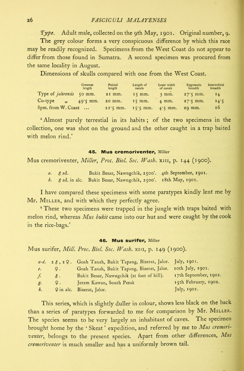 Type. Adult male, collected on the 9th May, 1901. Original number, 9. The grey colour forms a very conspicuous difference by which this race may be readily recognized. Specimens from the West Coast do not appear to differ from those found in Sumatra. A second specimen was procured from the same locality in August. Dimensions of skulls compared with one from the West Coast. Greatest Palatal length length Type of jalorensis 50 mm. 21 mm. Co-type „ 49*5 mm. 20 mm. Spm. from W. Coast ... 21-5 mm. Length of Least width Zygomatic lnterorbital nasals of nasals breadth breadth 15 mm. 3 mm. 27*5 mm. 14 15 mm. 4 mm. 27-5 mm. 14*5 15-5 mm. 4-5 mm. 29 mm. 16 c Almost purely terrestial in its habits ; of the two specimens in the collection, one was shot on the ground and the other caught in a trap baited with melon rind.’ 45. Mus cremoriventer, Miller Mus cremoriventer, Miller, Proc. Biol. Soc. Wash, xm, p. 144 (1900). a. $ ad. Bukit Besar, Nawngchik, 2500'. 4th September, 1901. b. $ ad. in ale. Bukit Besar, Nawngchik, 2500'. 18th May, 1901. I have compared these specimens with some paratypes kindly lent me by Mr. Miller, and with which they perfectly agree. £ These two specimens were trapped in the jungle with traps baited with melon rind, whereas Mus bukit came into our hut and were caught by the cook in the rice-bags.’ 46. Mus surifer, Miller Mus surifer, Mill. Proc. Biol. Soc. Wash, xm, p. 149 (1900). a-d. 2^,2$. Goah Tanah, Bukit Tapang, Biserat, Jalor. July, 1901. e. Goah Tanah, Bukit Tapang, Biserat, Jalor. 10th July, 1901. f. $. Bukit Besar, Nawngchik (at foot of hill). 17th September, 1901. g. 9- Jeram Kawan, South Perak 15^ February, 1902. h. finale. Biserat, Jalor. July, I9°I- This series, which is slightly duller in colour, shows less black on the back than a series of paratypes forwarded to me for comparison by Mr. Miller. The species seems to be very largely an inhabitant of caves. The specimen brought home by the ‘ Skeat ’ expedition, and referred by me to Mus cremori- venter, belongs to the present species. Apart from other differences, Mus cremoriventer is much smaller and has a uniformly brown tail.