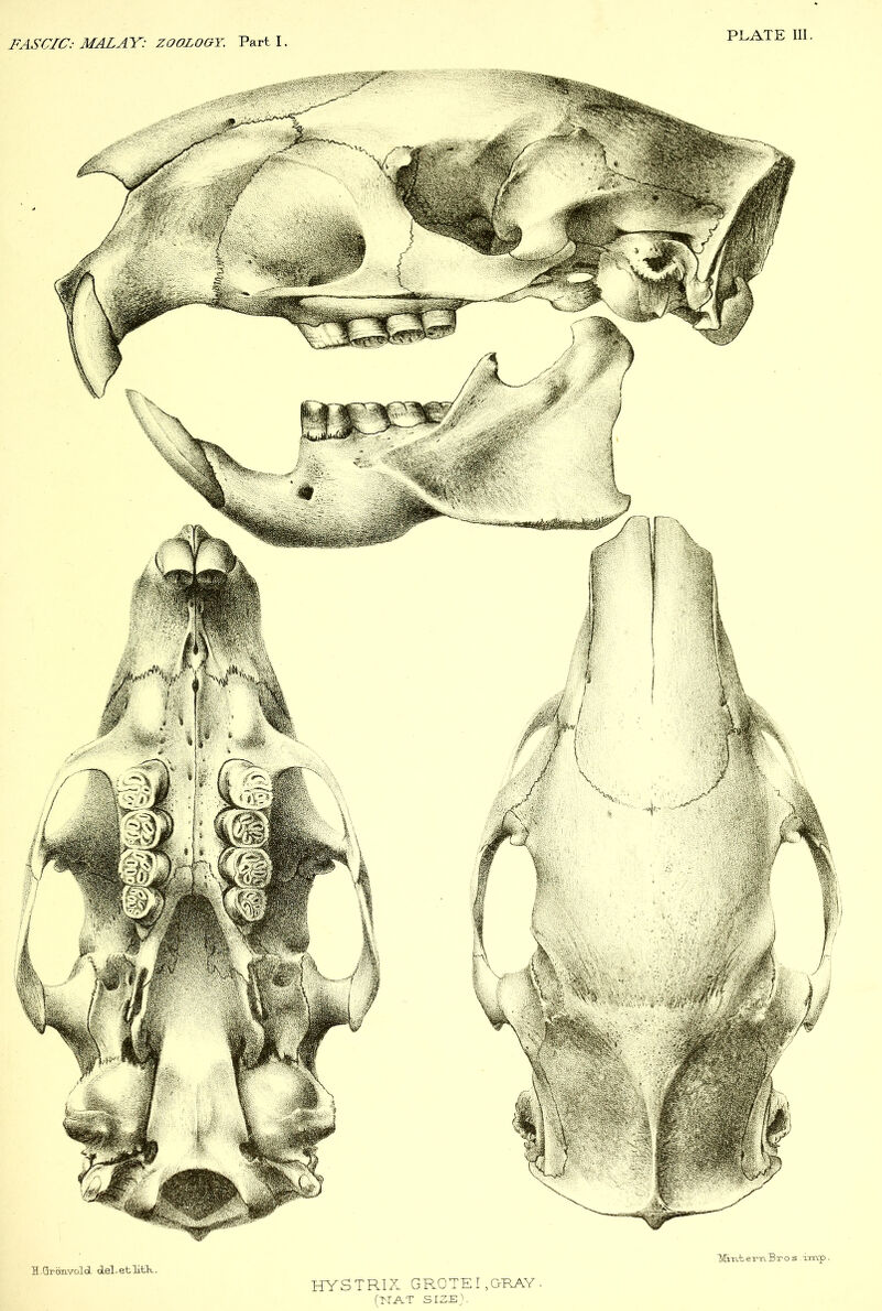 MrLtenrvB-ros imp H.Grimvcld del-etlitk. HYSTRIX GROTERGRAY. (ITAT SIZE).