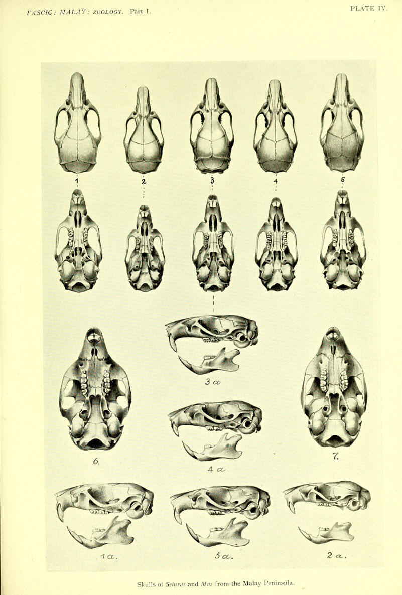 Skulls of Sciuvus and Mus from the Malay Peninsula.