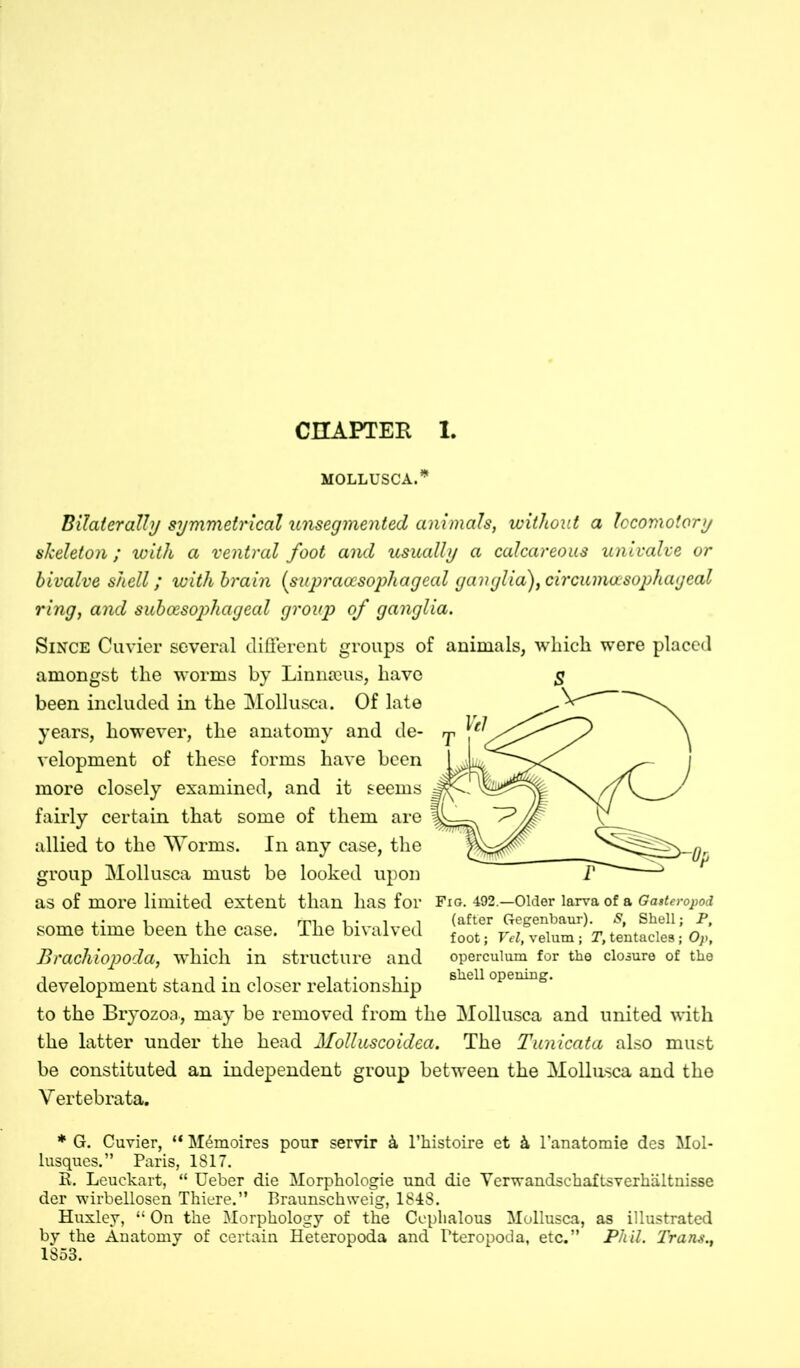 CHAPTER 1. MOLLUSCA.* Bilaterally symmetrical unsegmented animals, without a locomotory skeleton; with a ventral foot and usually a calcareous univalve or bivalve shell; with brain (supraocsophageal ganglia), circumocsophageal ring, and subcesophageal group of ganglia. Since Cuvier several different groups of animals, which were placed amongst the worms by Linnaeus, have been included in the Mollusca. Of late years, however, the anatomy and de- velopment of these forms have been more closely examined, and it seems fairly certain that some of them are allied to the Worms. In any case, the group Mollusca must be looked upon as of more limited extent than has for some time been the case. The bivalved Brachiopoda, which in structure and development stand in closer relationship to the Bryozoa, may be removed from the Mollusca and united with the latter under the head Molluscoidea. The Tunicata also must be constituted an independent group between the Mollusca and the Yertebrata. Fig. 492.—Older larva of a Gasteropod (after Gegenbaur). S, Shell; P, foot; Vel, velum ; T, tentacles; Op, operculum for the closure of the shell opening. * G. Cuvier, “ M6moires pour servir k l’histoire et k l’anatomie des Mol- lusques.” Paris, 1817. B. Leuckart, “ Ueber die Morphologie und die Yerwandschaftsverhältnisse der wirbellosen Thiere.” Braunschweig, 1848. Huxley, “ On the Morphology of the Ceplialous Mollusca, as illustrated by the Anatomy of certain Heteropoda and Tteropoda, etc.” Phil. Trans., 1853.