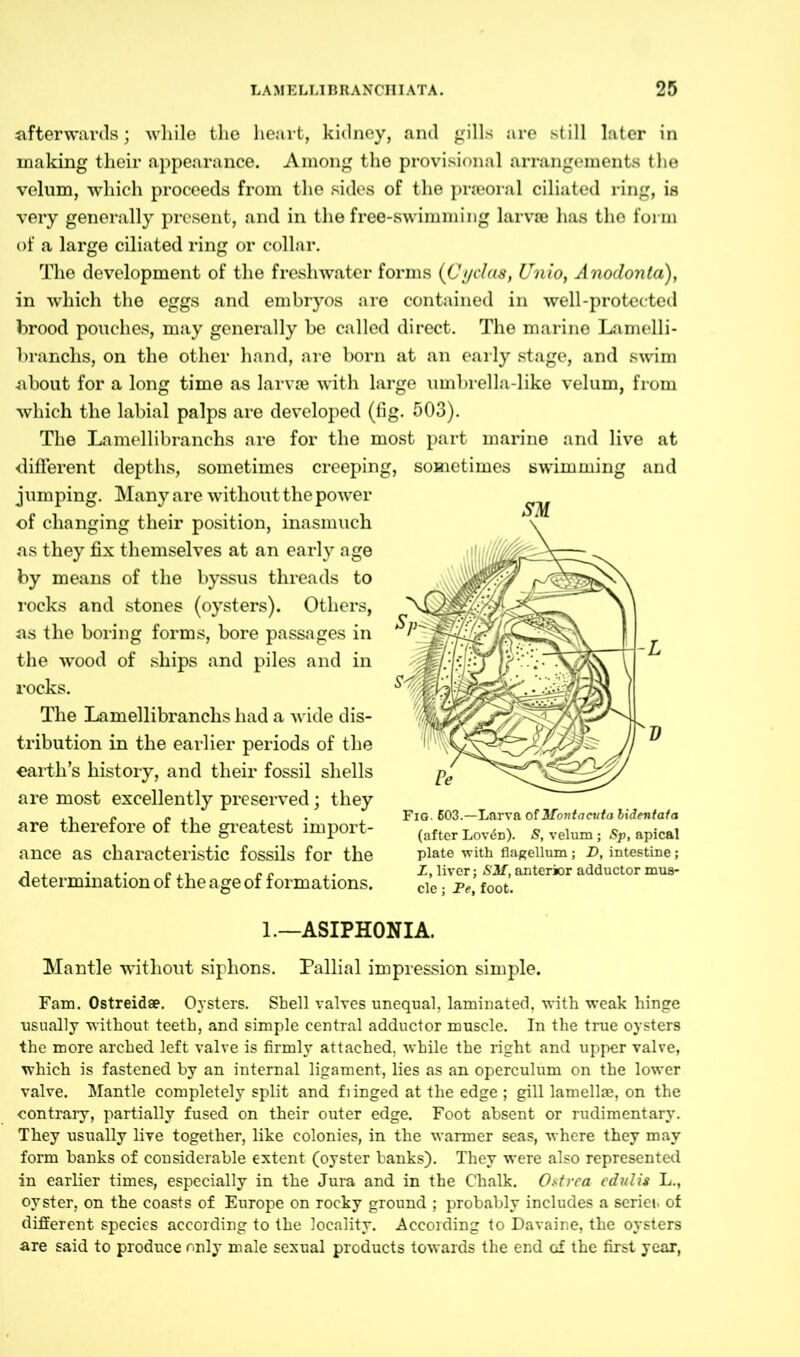 afterwards; while the heart, kidney, and gills are still later in making their appearance. Among the provisional arrangements the velum, which proceeds from the sides of the pneoral ciliated ring, is very generally present, and in the free-swimming larvae has the form of a large ciliated ring or collar. The development of the freshwater forms (Cyclas, Unio, Anodonta), in which the eggs and embryos are contained in well-protected brood pouches, may generally be called direct. The marine Lamelli- branchs, on the other hand, are born at an early stage, and swim ■about for a long time as larvae with large umbrella-like velum, from which the labial palps are developed (fig. 503). The Lamellibranchs are for the most part marine and live at different depths, sometimes creeping, sometimes swimming and jumping. Many are without the power of changing their position, inasmuch as they fix themselves at an early age by means of the byssus threads to locks and stones (oysters). Others, as the boring forms, bore passages in the wood of ships and piles and in rocks. The Lamellibranchs had a wide dis- tribution in the earlier periods of the earth’s history, and their fossil shells are most excellently preserved; they are therefore of the greatest import- ance as characteristic fossils for the determination of the age of formations. 1.—ASIPHONIA. Mantle without siphons. Pallial impression simple. Fam. Ostreidae. Oysters. Shell valves unequal, laminated, with weak hinge usually without teeth, and simple central adductor muscle. In the true oysters the more arched left valve is firmly attached, while the right and upper valve, which is fastened by an internal ligament, lies as an operculum on the lower valve. Mantle completely split and fi inged at the edge ; gill lamellae, on the contrary, partially fused on their outer edge. Foot absent or rudimentary. They usually live together, like colonies, in the warmer seas, where they may form banks of considerable extent (oyster banks). They were also represented in earlier times, especially in the Jura and in the Chalk. Ostrea edulis L., oyster, on the coasts of Europe on rocky ground ; probably includes a seriei. of different species according to the locality. According to Davaine, the oysters are said to produce only male sexual products towards the end of the first year, SM Fig. 603.—Larva of Mont acuta bidentafa (after Lov6n). S, velum ; Sp, apical plate with flagellum; D, intestine; L, liver; SM, anterior adductor mus- cle ; Pe, foot.
