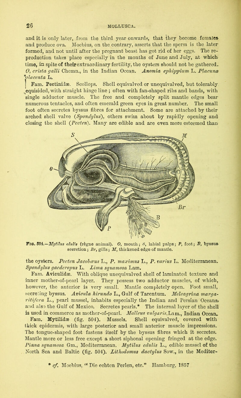 and it is only later, from the third year onwards, that they become females- and produce ova. Moebius, on the contrary, asserts that the sperm is the later- formed, and not until after the pregnant beast has got rid of her eggs. The re* production takes place especially in the months of June and July, at which time, in spite of their extraordinary fertility, the oysters should not be gathered. 0, crista galli Chemn., in the Indian Ocean. Anomia ephippium L. Placuna placenta L. Fam. Pectinidae. Scollops. Shell equivalved or unequivalved, but tolerably . equisided, with straight hinge line ; often with fan-shaped ribs and bands, with single adductor muscle. The free and completely split mantle edges bear numerous tentacles, and often emerald green eyes in great number. The small foot often secretes byssus fibres for attachment. Some are attached by their arched shell valve (Spondylus), others swim about by rapidly opening and closing the shell (Pec ten). Many are edible and are even more esteemed than Fia. 504.—Ifytilus edulis (r&gne animal). O, month.; S, labial palps; P, foot; S, byssus- seeretion; Br, gills; M, thickened edge of mantle. the oysters. Pecten Jacobceus L., P. maximus L., P. varius L. Mediterranean. Spondylus gaederopus L. Lima squamosa Lam. Fam. Aviculidae. With oblique unequivalved shell of laminated texture and inner mother-of-pearl layer. They possess two adductor muscles, of which, however, the anterior is very small. Mantle completely open. Foot small, secreting byssus. Avicula hirundo L., Gulf of Tarentum. Meleagrina marga- ritifera L., pearl mussel, inhabits especially the Indian and Persian Oceansr and also the Gulf of Mexico. Secretes pearls.* The internal layer of the shell is used in commerce as mother-of-pearl. Malleus vulgar is,Lam., Indian Ocean* Fam. Mytilidae (fig. 504). Mussels. Shell equivalved, covered with thick epidermis, with large posterior and small anterior muscle impressions. The tongue-shaped foot fastens itself by the byssus fibres which it secretes. Mantle more or less free except a short siphonal opening fringed at the edge. Pinna squamosa Gm., Mediterranean. Mytilus edulis L., edible mussel of the North Sea and Baltic (fig. 504). Lithudomus dactylus Sow., in the Mediter* * cf. Moebius, “ Die echten Perlen, etc.” Hamburg, 1857