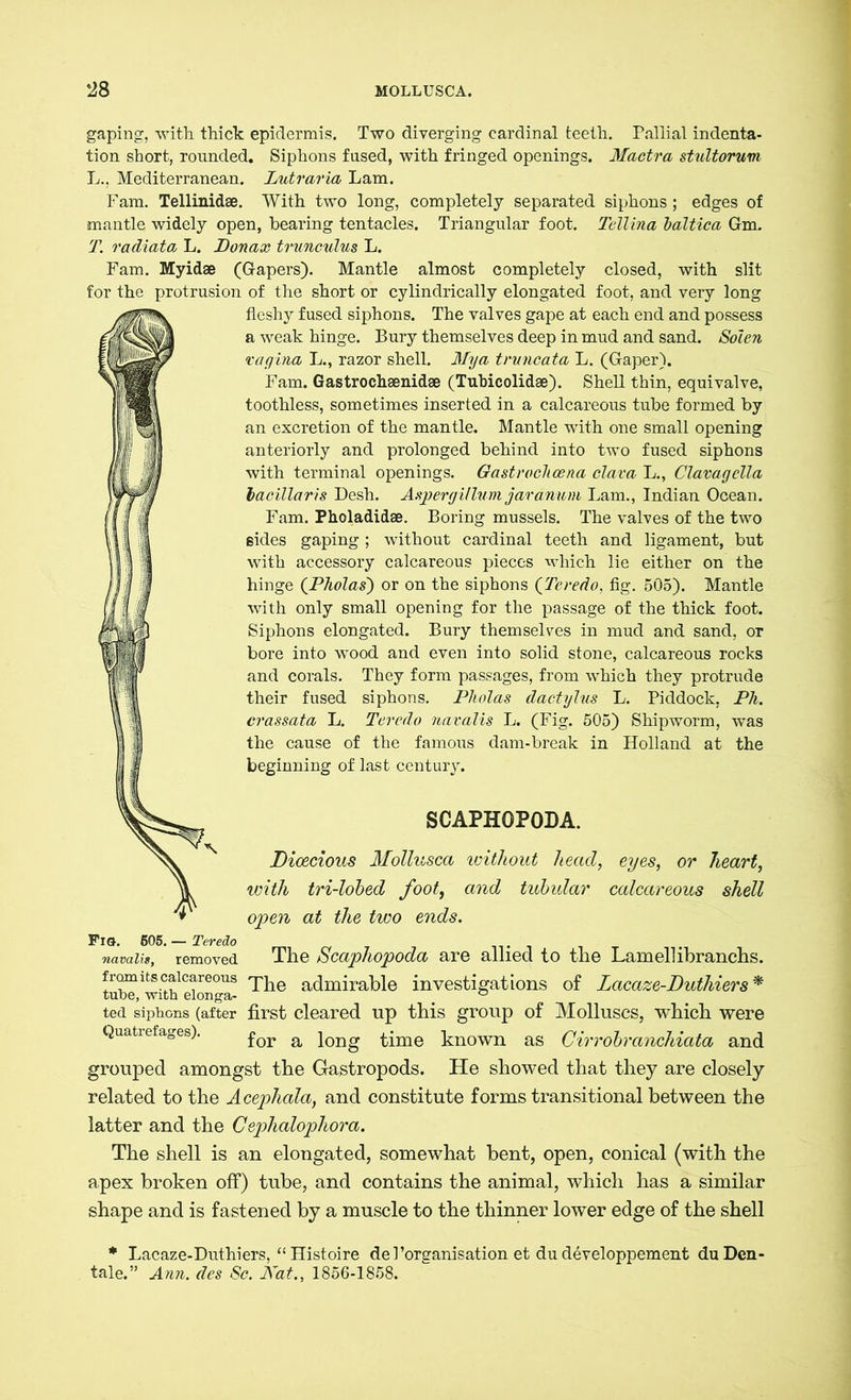 gaping, with thick epidermis. Two diverging cardinal teeth. Pallial indenta- tion short, rounded. Siphons fused, with fringed openings. Mactra stultorum L., Mediterranean. Lutraria Lam. Fam. Tellinidae. With two long, completely separated siphons ; edges of mantle widely open, hearing tentacles. Triangular foot. Tellina baltica Gm. T. radiata L. Donax trunculus L. Fam. Myidae (Gapers). Mantle almost completely closed, with slit for the protrusion of the short or cylindrically elongated foot, and very long fleshy fused siphons. The valves gape at each end and possess a weak hinge. Bury themselves deep in mud and sand. Solen vagina L., razor shell. My a truncata L. (Gaper). Fam. Gastrochaenidae (Tuhicolidae). Shell thin, equivalve, toothless, sometimes inserted in a calcareous tube formed by an excretion of the mantle. Mantle with one small opening anteriorly and prolonged behind into two fused siphons with terminal openings. Gastrochcena elava L., Clavagella lacillaris Desh. Aspergillum jaranum Lam., Indian Ocean. Fam. Pholadidae. Boring mussels. The valves of the two sides gaping ; without cardinal teeth and ligament, but with accessory calcareous pieces which lie either on the hinge (.Pholas) or on the siphons (Teredo, fig. 505). Mantle with only small opening for the passage of the thick foot. Siphons elongated. Bury themselves in mud and sand, or bore into wood and even into solid stone, calcareous rocks and corals. They form passages, from which they protrude their fused siphons. Pholas dactylus L. Piddock, Ph. crassata L. Teredo navalis L. (Fig. 505) Shipworm, was the cause of the famous dam-break in Holland at the beginning of last century. SCAPHOPODA. Dioecious Mollusca without head, eyes, or heart, with tri-lobed foot, and tubular calcareous shell open at the two ends. Fig. 605.— Teredo namiis, removed The Scaphopoda are allied to the Lamellibranchs. tube ^ith eion° a3 The admirable investigations of Lacaze-Duthiers* ted siphons (after first cleared up this group of Molluscs, which were Quatrefages). for a iong time known as Cirrobranchiata and grouped amongst the Gastropods. He showed that they are closely related to the Acephala, and constitute forms transitional between the latter and the Cephalopliora. The shell is an elongated, somewhat bent, open, conical (with the apex broken off) tube, and contains the animal, which has a similar shape and is fastened by a muscle to the thinner lower edge of the shell * Lacaze-Duthiers, “ Histoire de 1 ’organisation et du developpement du Den- tale.” Ann. des Sc. Kat., 1856-1858.