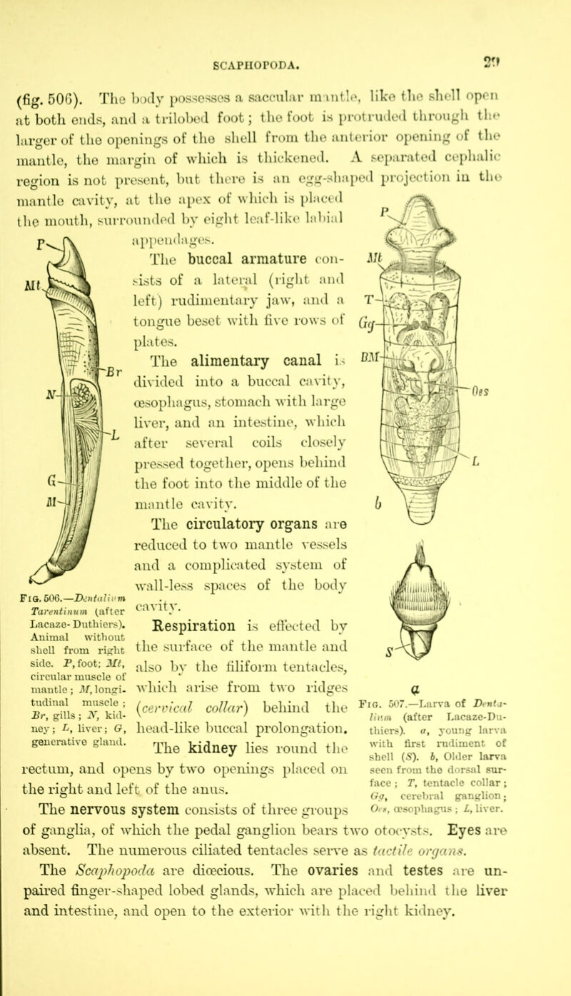 BCAPHOPODA. 2?» (fig. 506). The body possesses a saccular mantle, like the shell open at both ends, and a trilobed foot; the foot is protruded through the larger of the openings of the shell from the anterior opening of the mantle, the margin of which is thickened. A separated cephalic region is not present, but there is an egg-shaped projection in the mantle cavity, at the apex of which is placed the mouth, surrounded by eight leaf-like labial appendages. The buccal armature con- sists of a lateral (right and left) rudimentary jaw, and a tongue beset with five rows of plates. The alimentary canal is divided into a buccal cavity, oesophagus, stomach with large liver, and an intestine, which after several coils closely pressed together, opens behind the foot into the middle of the mantle cavity. The circulatory organs are reduced to two mantle vessels and a complicated system of wall-less spaces of the body Fig. 606.—Dental ivm Tarentinum (after ^. * Lacaze-Duthiers). Respiration is effected bv Animal without . „ „ ,, . % shell from right the surface of the mantle and side, p, foot; Mt, a]s0 by filiform tentacles, circular muscle of , which arise from two ridges (cervical collar) behind the liead-like buccal prolongation. The kidney lies round the rectum, and opens by two openings placed on the right and left of the anus. The nervous system consists of three groups of ganglia, of which the pedal ganglion beat's two otocysts. Eyes are absent. The numerous ciliated tentacles serve as tactile organs. The Scaphopoda are dioecious. The ovaries and testes are un- paired finger-shaped lobed glands, which are placed behind the liver and intestine, and open to the exterior with the right kidney. mantle; M,longi- tudinal muscle ; Br, gills; N, kid- ney; L, liver; G, generative gland. Fig. 507.—Larva of Denla- limn (after Lacaze-Du- thiers). a, young larva with first rudiment of shell (S). b, Older larva seen from the dorsal sur- face ; T, tentacle collar; Go, cerebral ganglion; Ot », oesophagus ; L, Uver.
