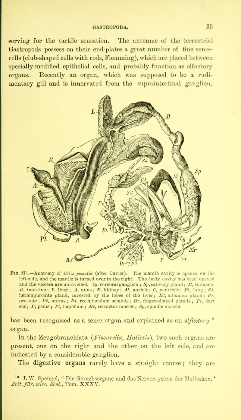 serving for the tactile sensation. The antenna of the terrestrial Gastropods possess on their end-plates a great number of fine sense- cells (club-shaped cells with rods, Flemming), which are placed between specially-modified epithelial cells, and probably function as olfactory organs. Recently an organ, which was supposed to bo a rudi- mentary gill and is innervated from the supraintestinal ganglion, Fig. 511.—Anatomy of Helix pomatia (after Cuvier). The mantle cavity is opened on tho left side, and the mantle is turned over to the right. The body cavity has been opened and the viscera are unravelled. Cg, cerebral ganglion; Sp, salivary gland; M, stomach; D, intestine; L, liver; A, anus; N, kidney; At, auricle; C, ventricle; PI, lung; Zd. hermaphrodite gland, invested by the lobes of the liver; Ed, albumen gland; Pr, prostate; Ut, uterus; Es, receptaculum seminis; Ihr, finger-shaped glands; Pt, dart sac; P, penis ; FI, flagellum; Mr, retractor muscle; Sp, spindle muscle. has been recognised as a sense organ and explained as an olfactory * organ. In the Zeugobranchiata (Fissurella, Haliotis), two such organs are present, one on the right and the other on the left side, and are indicated by a considerable ganglion. The digestive organs rarely have a straight course; they are * J. W. Spengel, “ Die Geruchsorgane und das Nervensystem der Mollusken.' Zeit. für. rviss. Zool., Tom. XXXV,