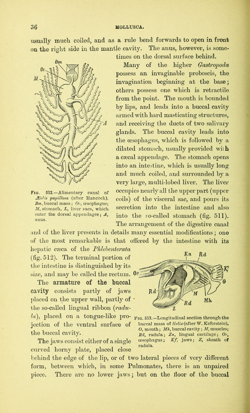 usually much coiled, and as a rule bend forwards to open in front on the right side in the mantle cavity. The anus, however, is some- times on the dorsal surface behind. Many of the higher Gastropoda possess an invaginable proboscis, the invagination beginning at the base; others possess one which is retractile from the point. The mouth is bounded by lips, and leads into a buccal cavity armed with hard masticating structures, and receiving the ducts of two salivary glands. The buccal cavity leads into the oesophagus, which is followed by a dilated stomach, usually provided wit h a caecal appendage. The stomach opens into an intestine, which is usually long and much coiled, and surrounded by a very large, multi-lobed liver. The liver occupies nearly all the upper part (upper coils) of the visceral sac, and pours its secretion into the intestine and also into the so-called stomach (fig. 511). The arrangement of the digestive canal and of the liver presents in details many essential modifications; one of the most remarkable is that offered by the intestine with its hepatic cseca of the Phlebenterata (fig. 512). The terminal portion of the intestine is distinguished by its size, and may be called the rectum. Oe The armature of the buccal cavity consists partly of jaws placed on the upper wall, partly of the so-called lingual ribbon (radu- la), placed on a tongue-like pro- jection of the ventral surface of the buccal cavity. The jaws consist either of a single curved horny plate, placed close behind the edge of the lip, or of two lateral pieces of very different form, between which, in some Pulmonates, there is an unpaired piece. There are no lower jaws; but on the floor of the buccal Fig. 512.—Alimentary canal of JEolis papillosa (after Hancock). Bm, buccal mass ; Oe, oesophagus; M, stomach, L, liver sacs, which enter the dorsal appendages; A, anus. Fig. 513.—Longitudinal section through the buccal mass of Helix (after W. Keferstein). O, mouth; Mh, buccal cavity; M, muscles; Bd, radula; Zn, lingual cartilage; Oey oesophagus; Kf, jaws; Z, sheath of radula.