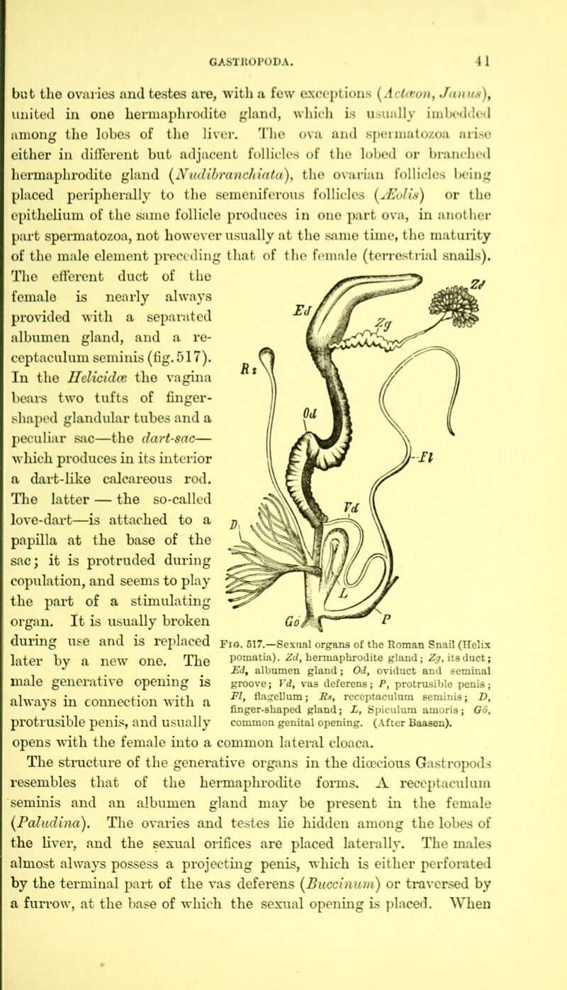 but the ovaries and testes are, with a few exceptions (Action, Janus), united in one hermaphrodite gland, which is usually imbedded among the lobes of the liver. The ova and spermatozoa arise either in different but adjacent follicles of the lobed or branched hermaphrodite gland (Nudibrancliiata), the ovarian follicles being placed peripherally to the semeniferotis follicles (./Eolis) or the epithelium of the same follicle produces in one part ova, in another part spermatozoa, not however usually at the same time, the maturity of the male element preceding that of the female (terrestrial snails). The efferent duct of the female is nearly always provided with a separated albumen gland, and a re- cep taculum seminis (fig. 517). In the Ilelicidce the vagina bears two tufts of finger- shaped glandular tubes and a peculiar sac—the dart-sac— which produces in its interior a dart-like calcareous rod. The latter — the so-called love-dart—is attached to a papilla at the base of the sac; it is protruded during copulation, and seems to play the part of a stimulating organ. It is usually broken during use and is replaced Fig. 517.—Sexual organs of the Roman Snail (Helix later bv a new one. The pomatia). Zd, hermaphrodite gland; Zg, its duct; ^ \ . -Ei1, albumen gland; Od, oviduct and seminal male generative opening is groove; Vd, vas deferens; P, protrusible penis; always in connection with a f- ,**> £. J finger-shaped gland; L, Spiculum amons; Oo, protrusible penis, and usually common genital opening. (After Baasen). opens with the female into a common lateral cloaca. The structure of the generative organs in the dioecious Gastropods resembles that of the hermaphrodite forms. A receptaculum seminis and an albumen gland may be present in the female (Paludina). The ovaries and testes lie hidden among the lobes of the liver, and the sexual orifices are placed laterally. The males almost always possess a projecting penis, which is either perforated by the terminal part of the vas deferens (Buccinum) or traversed by a furrow, at the base of which the sexual opening is placed. When