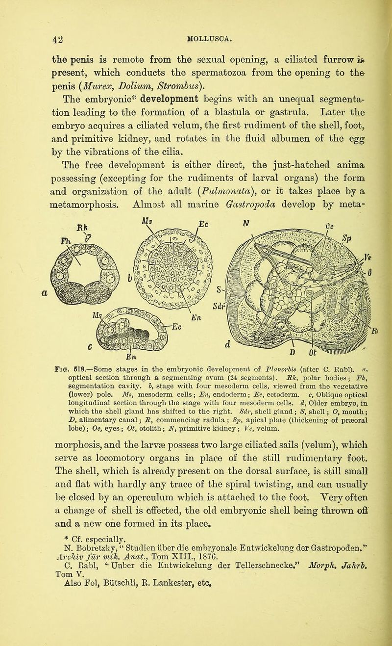 the penis is remote from the sexual opening, a ciliated furrow s* present, which conducts the spermatozoa from the opening to the penis (Murex, Dolium, Strombus). The embryonic* development begins with an unequal segmenta- tion leading to the formation of a blastula or gastrula. Later the embryo acquires a ciliated velum, the first rudiment of the shell, foot, and primitive kidney, and rotates in the fluid albumen of the egg by the vibrations of the cilia. The free development is either direct, the just-hatched anima possessing (excepting for the rudiments of larval organs) the form and organization of the adult (Pidmonata), or it takes place by a metamorphosis. Almost all marine Gastropoda develop by meta- Fig. 518.—Some stages in the embryonic development of Flanorbis (after C. Eabl). n, optical section through a segmenting ovum (24 segments). Pic, polar bodies; Fh, segmentation cavity, b, stage with four mesoderm cells, viewed from the vegetative (lower) pole. Ms, mesoderm cells; Fn, endoderm; Fc, ectoderm, c, Oblique optical longitudinal section through the stage with four mesoderm cells, d, Older embryo, in which the shell gland has shifted to the right. Sdr, shell gland; S, shell; O, mouth; Z>, alimentary canal; P, commencing radula; Sp, apical plate (thickening of prseoral lobe); Oc, eyes; Ot, otolith; N, primitive kidney; Ve, velum. morphosis, and the larvae possess two large ciliated sails (velum), which serve as locomotory organs in place of the still rudimentary foot. The shell, which is already present on the dorsal surface, is still small and flat with hardly any trace of the spiral twisting, and can usually be closed by an operculum which is attached to the foot. Yery often a change of shell is effected, the old embryonic shell being thrown ofl and a new one formed in its place. * Cf. especially. N. Bobretzky, “ Studien über die embryonale Entwickelung der Gastropoden.” Archiv für mih. Anat., Tom XIII., 1876. C. Rabl, “ Unber die Entwickelung der Tellerschnecke.” Morph. Jahrb. Tom V. Also Fol, Bütschli, R. Lankester, etc.