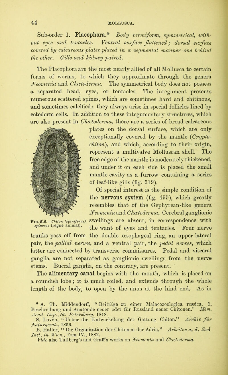 Sub-order 1. Placophora.* Body vermiform, symmetrical, with- out eyes and tentacles. Ventral surface fattened; dorsal surface covered by calcareous plates placed in a segmental manner one behind the other. Gills and kidney paired. The Placophora are the most nearly allied of all Mollusca to certain forms of worms, to which they approximate through the genera Neomenia and Chcetoderma. The symmetrical body does not possess a separated head, eyes, or tentacles. The integument presents numerous scattered spines, which are sometimes hard and chitinous, and sometimes calcified; they always arise in special follicles lined by ectoderm cells. In addition to these integumentary structures, which are also present in Chcetoderma, there are a series of broad calcareous plates on the dorsal surface, which are only exceptionally covered by the mantle (Crypto- chiton), and which, according to their origin, represent a multivalve Molluscan shell. The free edge of the mantle is moderately thickened, and under it on each side is placed the small mantle cavity as a furrow containing a series of leaf-like gills (fig. 519). Of special interest is the simple condition of the nervous system (fig. 495), which greatly resembles that of the Gephyrean-like genera Neomenia and Chcetoderma. Cerebral ganglionic Fm. 619.—Chiton (spiniferus) swellings are absent, in correspondence with spmosus (regne animal). wan£ 0f eyes and tentacles. Four nerve trunks pass off from the double oesophageal ring, an upper lateral pair, the pallial nerves, and a ventral pair, the pedal nerves, which latter are connected by transverse commissures. Pedal and visceral ganglia are not separated as ganglionic swellings from the nerve stems. Buccal ganglia, on the contrary, are present. The alimentary canal begins with the mouth, which is placed on a roundish lobe; it is much coiled, and extends through the whole length of the body, to open by the anus at the hind end. As in * A. Th. Middendorff, “ Beiträge zu einer Malacozoologica rossica. 1. Beschreibung und Anatomie neuer oder für Russland neuer Chitonen.” Mein. Acad. Imp., St. Petersburg, 1848. S. Lov6n, “ Ueber die Entwickelung der Gattung Chiton.” Archiv für Naturgesch., 1856. B. Haller, “ Die Organisation der Chitonen der Adria.” Arbeiten a. d. Zool Inst, in Wien., Tom IV., 1882. Vide also Tullberg’s and Graff’s works on Neomenia and Chcetoderma
