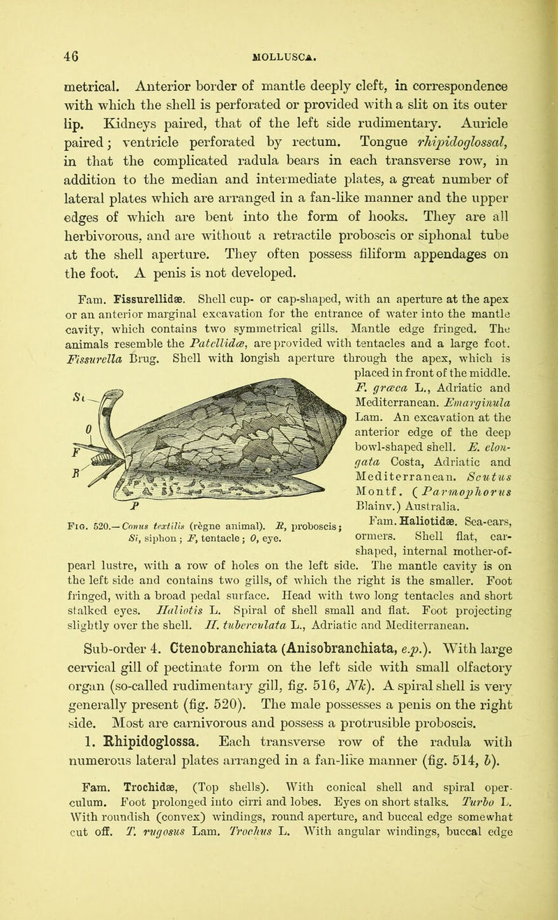 metrical. Anterior border of mantle deeply cleft, in correspondence with which the shell is perforated or provided with a slit on its outer lip. Kidneys paired, that of the left side rudimentary. Auricle paired; ventricle perforated by rectum. Tongue rhipidoglossai, in that the complicated radula bears in each transverse row, in addition to the median and intermediate plates, a great number of lateral plates which are arranged in a fan-like manner and the upper edges of which are bent into the form of hooks. They are all herbivorous, and are without a retractile proboscis or siphonal tube at the shell aperture. They often possess filiform appendages on the foot. A penis is not developed. Fam. Fissurellidae. Shell cup- or cap-shaped, with an aperture at the apex or an anterior marginal excavation for the entrance of water into the mantle cavity, which contains two symmetrical gills. Mantle edge fringed. The animals resemble the Patcllidce, are provided with tentacles and a large foot. Fissurella Brug. Shell with longish aperture through the apex, which is pearl lustre, with a row of holes on the left side. The mantle cavity is on the left side and contains two gills, of which the right is the smaller. Foot fringed, with a broad pedal surface. Head with two long tentacles and short stalked eyes. Ilaliotis L. Spiral of shell small and flat. Foot projecting slightly over the shell. II. tubercvlata L., Adriatic and Mediterranean. Sub-order 4. Ctenobranchiata (AnisobrancMata, e.p.). With large cervical gill of pectinate form on the left side with small olfactory organ (so-called rudimentary gill, fig. 516, Nk). A spiral shell is very generally present (fig. 520). The male possesses a penis on the right side. Most are carnivorous and possess a protrusible proboscis. 1. Khipidoglossa. Each transverse row of the radula with numerous lateral plates arranged in a fan-like manner (fig. 514, b). Fam. Trochidae, (Top shells). With conical shell and spiral oper- culum. Foot prolonged into cirri and lobes. Eyes on short stalks. Turbo L. With roundish (convex) windings, round aperture, and buccal edge somewhat cut off. T. rugosus Lam. Troclms L. With angular windings, buccal edge jP Fig. 520.— Comis text ills (regne animal). B, proboscis; Si, siphon ; F, tentacle; 0, eye. placed in front of the middle. F. grceca L., Adriatic and Mediterranean. Emarginula Lam. An excavation at the anterior edge of the deep bowl-shaped shell. E. elon- gata Costa, Adriatic and Mediterranean. Scutus Montf. (Parmophorus Blainv.) Australia. Fam.Haliotidae. Sea-ears, ormers. Shell flat, ear- shaped, internal mother-of-