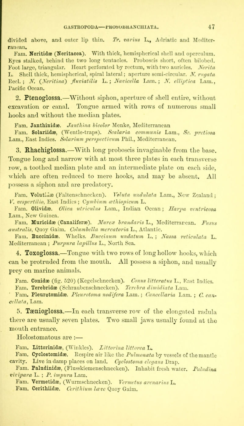 divided above, and outer lip thin. Tr. varius L., Adriatic and Mediter- ranean. Fam. Neritid® (Neritacea). With thick, hemispherical shell and operculum. Eyes stalked, behind the two long tentacles. Proboscis short, often bilobcd. Foot large, triangular. Heart perforated by rectum, with two auricles. Ncrita L. Shell thick, hemispherical, spiral lateral; aperture semi-circular. N. rugata Peel.; N. (Neritina) fluviatilis L.; Faded la Lam.; N. clliptiea Lam., Pacific Ocean. 2. Ptenoglossa.—Without siphon, aperture of shell entire, without excavation or canal. Tongue armed with rows of numerous small hooks and without the median plates. Fam. Janthinid®. Janthina bicolor Menke, Mediterranean Fam. Solariid®, (Wentle-traps). Scalaria communis Lam., Sc. pretiosa Lam., East Indies. Solarium perspectivum Phil., Mediterranean. 3. Rhachiglossa.—With long proboscis invaginable from the base. Tongue long and narrow with at most three plates in each transverse row, a toothed median plate and an intermediate plate on each side, which are often reduced to mere hooks, and may be absent. All possess a siphon and are predatory. Fam. Volutida (Faltenschnecken). Valuta undulata Lam,, New Zealand; V. vespertilio, East Indies ; Cymbium eethiopicnm L. Fam. Olivid®. Oliva ntriculus Lam., Indian Ocean; Uarpa ventricosa Lam., New Guinea. Fam. Muricid® (Canalifer®). J/urcx brandaris L., Mediterranean. Fusus australis, Quoy Gaim. Columbclla mcrcatoria L., Atlantic. Fam. Buccinid®. Whelks. Buccinum undatum L. ; Fassa reticulata L. Mediterranean ; Purpura lapillus L., North Sea. 4. Toxoglossa.—Tongue with two rows of long hollow hooks, which can be protruded from the mouth. All possess a siphon, and usually prey on marine animals. Fam. Conid® (fig. 520) (Kegelschnecken). Conns litteratvs L., East Indies. Fam. Terebrid® (Schraubenschnecken). Tcrcbra dimidiata Lam. Fam. Fleurotomid®. Plcurotoma nodi/era Lam.; Canccllaria Lam. ; C. can- cel l at a, Lam. 5. Taenioglossa.—In each transverse row of the elongated radula there are usually seven plates. Two small jaws usually found at the mouth entrance. Holostomatous are:— Fam. Littorinid®, (Winkles). Littorina littorca L. Fam. Cyclostomid®. Respire air like the Pulmonata by vessels of the mantle cavity. Live in damp places on land. Cyclostoma el cg ans Drap. Fam. Paludinid®, (Flusskiemenschnecken). Inhabit fresh water. Paludina vivipara L. ; P. impura Lam. Fam. Vermetid®, (Wurmschnecken). Vermetus arenarius L. Fam. Cerithiid®. Cerithium lave Quoy Gaim.