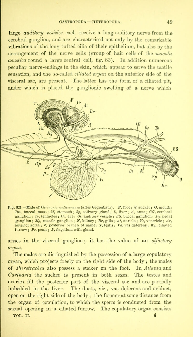 large auditory vesicles each receive a long auditory nerve from the cerebral ganglion, and are characterised not only by tho remarkable vibrations of tho long tufted cilia of their epithelium, but also by tho arrangement of the nerve cells (group of hair cells of tho macula acustica round a large central cell, fig. 83). In addition numerous peculiar nerve-endings in the skin, which appear to serve the tactilo sensation, and the so-called ciliated organ on the anterior side of tho visceral sac, are present. The latter has the form of a ciliated pit, under which is placed the ganglionic swelling of a nerve which Fig. 521.—Male of Carinaria mcditerran?a (after Gegenbaur). P, foot; S', sucker; O, mouth; Bm, buccal mass ; AT, stomach; Sp, salivary gland; L, liver; A, anus ; CG, cerebral ganglion; Te, tentacles ; Oc, eye; Of, auditory vesicle ; BG, buccal ganglion; Pg, pedal ganglion; Mg, mantle ganglion ; N, kidney; Br, gills ; At, auricle ; Ve, ventricle; Ar, anterior aorta ; Z, posterior branch of same ; T, testis; Vd, vas deferens; Wp, ciliated furrow; Be, penis; F, flagellum with gland. arises in the visceral ganglion; it has the value of an olfactory organ. The males are distinguished by the possession of a large copulatory organ, which projects freely on the right side of the body ; the males of Pterotrachea also possess a sucker on the foot. In Atlanta and Carinaria the sucker is present in both sexes. The testes and ovaries fill the posterior part of the visceral sac and are partially imbedded in the liver. The ducts, viz., vas deferens and oviduct, open on the right side of the body; the former at some distance from the organ of copulation, to which the sperm is conducted from the sexual opening in a ciliated furrow. The copulatory organ consists VOL. II. 4