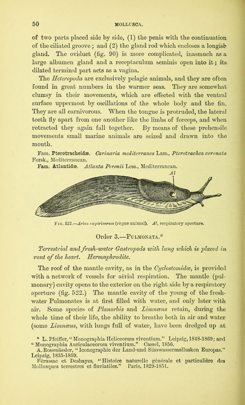 of two parts placed side by side, (1) the penis with the continuation of the ciliated groove; and (2) the gland rod which encloses a longisb gland. The oviduct (fig. 90) is more complicated, inasmuch as a large albumen gland and a receptaculum seminis open into it; its dilated terminal part acts as a vagina. The Heteropoda are exclusively pelagic animals, and they are often found in great numbers in the warmer seas. They are somewhat clumsy in their movements, which are effected with the ventral surface uppermost by oscillations of the whole body and the fin. They are all carnivorous. When the tongue is protruded, the lateral teeth fly apart from one another like the limbs of forceps, and when retracted they again fall together. By means of these prehensile movements small marine animals are seized and drawn into the mouth. Fam. Pterotracheidae. Carinaria mediterranea Lam., Pterotrachea coronata Forsk., Mediterranean. Fam. Atlantidse. Atlanta Peronii Less., Mediterranean. Fig. 522.—Avion empiricorum (regne animal). Al, respiratory aperture. Order 3.—Pulmonata.* Terrestrial and fresli-water Gastropods with lung which is placed in ront of the heart. Hermaphrodite. The roof of the mantle cavity, as in the Cyclostomidce, is provided with a network of vessels for aerial respiration. The mantle (pul- monary) cavity opens to the exterior on the right side by a respiratory aperture (fig. 522.) The mantle cavity of the young of the fresh- water Pulmonates is at first filled with water, and only later with air. Some species of Planorbis and Limnceus retain, during the whole time of their life, the ability to breathe both in air and water (some Limnceus, with lungs full of water, have been dredged up at * L. Pfeiffer, “ Monographia Heliceorum viventium.” Leipzig, 1848-1869; and “ Monographia Auriculaceorum viventium.” Cassel, 1856. A. Rossmässler, “ Iconographie der Land-und Siisswassermollusken Europas.” Leipzig, 1835-1859. F&russac et Deshayes, “ Histoire naturelle generale et particuliäre des Mollusques terrestres et fluviatiles.” Paris, 1829-1851.
