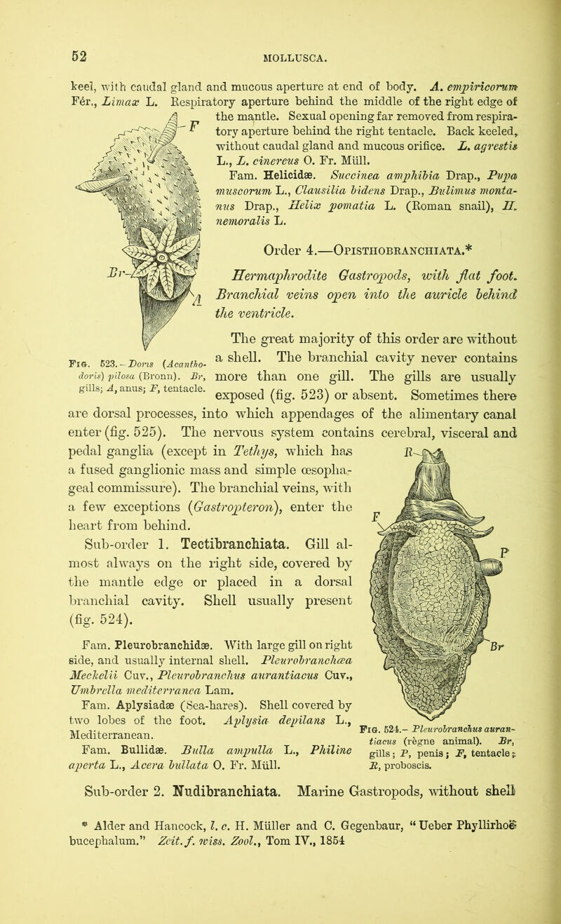 keel, with caudal gland and mucous aperture at end of body. A. cmpiricorum F4r,, Limax L. Respiratory aperture behind the middle of the right edge of the mantle. Sexual opening far removed from respira- ' tory aperture behind the right tentacle. Back keeled* without caudal gland and mucous orifice. L. agresti» L., L. einereus 0. Fr. Müll. Fam. Helicidse. Succinea amphibia Drap., Pupa muscorum L., Clausilia bidens Drap., jBulimies monta- nus Drap., Helix pomatia L. (Roman snail), H. nemoralis L. Order 4.—Opisthobranchiata.* Hermaphrodite Gastropods, with flat foot. Branchial veins open into the auricle behind the ventricle. The great majority of this order are without Fre. 523.-Bo™ (Acantto. a she11- The branchial cavity never contains doris) pUosa (Bronn). Br, more than one gill. The gills are usually güis; a, anus; f, tentacle. exp0ge(j 523) or absent. Sometimes there are dorsal processes, into which appendages of the alimentary canal enter (fig. 525). The nervous system contains cerebral, visceral and pedal ganglia (except in Tethys, which has a fused ganglionic mass and simple cesopha.- geal commissure). The branchial veins, with a few exceptions (Gastropteron), enter the heart from behind. Sub-order 1. Tectibranchiata. Gill al- most always on the right side, covered by the mantle edge or placed in a dorsal branchial cavity. Shell usually present (fig. 524). Fam. Pleurobranchidse. With large gill on right side, and usually internal shell. Pleurobranchcea Mechelii Cuv., Pleurobranchus aurantiacus Cuv., Umbrella mediterranen Lam. Fam. Aplysiadae (Sea-hares). Shell covered by two lobes of the foot. Aplysia depilans L., Mediterranean. Fam. Bullidae. Bulla ampulla L., Philine aperta L., Acera bullata 0. Fr. Müll. Fig. 524.- Pleurobranchus auran- tiacus (regne animal). Br, gills; P, penis; Ft tentacler- R, proboscis. Sub-order 2. Eudibranchiata, Marine Gastropods, without shell * Alder and Hancock, l. c. H. Muller and C. Gegenbaur, “Ueber Phyllirhoe* bucephalum.” Zeit./. 7viss. Zool., Tom IV., 1851
