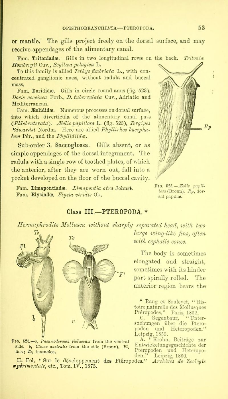 or mantle. The gills project freely on the dorsal sui face, and may receive appendages of the alimentary canal. Fam. Tritoniadae. Gills in two longitudinal rows on the back. Tritonia llomhergii Cuv., Scyllcea pclagica L. To this family is allied Tethys finibriata L., with con- centrated ganglionic mass, without radula and buccal mass. Fam. Dorididae. Gills in circle round anus (fig. 523). Doris coccinca Forb., D. tuberculata Cuv., Adriatic and Mediterranean. Fam. JEolididae. Numerous processes on dorsal surface, into which diverticula of the alimentary canal pass (Phlebenterata). JEolis papillosa L. (fig. 525), Tergipcs Edwardsi Nordm. Here are allied Phyllirhoe bucepha- hm P6r., and the Phyllidiidce. Sub-order 3. Saccoglossa. Gills absent, or as simple appendages of the dorsal integument. The radula with a single row of toothed plates, of which the anterior, after they are worn out, fall into a pocket developed on the floor of the buccal cavity. Dp Fam. Limapontiadae. Limapontia atra Johns*. Fam. Elysiadas. Elysxa viridis Ok. FlO. 625.—JEolis papil- losa (Bronn). Jtp, dor- sal papillae. Class III.—PTEROPODA. * Hermaphrodite Mollusca icithout sharply separated head, with two The body is sometimes elongated and straight, sometimes with its hinder part spirally rolled. The anterior region bears the * Rang et Souleyet, “His- toire naturelle des Mollusques Pteröpodes.” Pains, 1852. C. Gegenbaur, “ Unter- suchungen über die Ptero- poden und Heteropoden.” Leipzig, 1855. Fig. 625.—a, Pneumodermon violaceum from the ventral ^ ^ . Frohn, Beiträge zur side, b, Clione australis from the side (Bronn). Fl, Fat Wickelungsgeschichte der fins; Te, tentacles. Pteropoden und Heteropo- den.” Leipzig, 1S60. H. Fol, “ Sur le d^veloppement des PtSropodes.” Archives de Zoolcgie wpSi'imcntale, etc., Tom. IV., 1875. large wing-lihe /ins, often with cephalic cones.