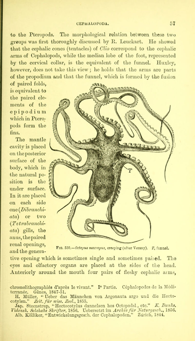 to the Pteropods. The morphological relation between these two groups was first thoroughly discussed by It. Leuckart. lie showed that the cephalic cones (tentacles) of Clio correspond to the cephalic arms of Cephalopods, while the median lobe of the foot, represented by the cervical collar, is the equivalent of the funnel. Huxley, however, does not take this view; he holds that the arms are parts of the propodium and that the funnel, which is formed by the fusion of paired folds, is equivalent to the paired ele- ments of the epipodium which in Ptero; pods form the fins. The mantle cavity is placed on the posterior surface of the body, which in the natural po- sition is the under surface. In it are placed on each side one (Dibranchi- ■ata) or two {Tet rabranchi- ata) gills, the anus, the paired renal openings, and the genera- tive opening which is sometimes single and sometimes paiied. The ■eyes and olfactory organs are placed at the sides of tie head. Anteriorly around the mouth four pairs of fleshy cephalic aims, Fig. 530.—Octopus macropus, creeping (after Verany). T, funneL Chromolithographie d’apr&s le vivant.” I0 Partie. C^phalopodes de la Medi- terrane. Genes, 1847-51. H. Müller, “ Ueber das Männchen von Argonauta argo und die Hecto- cotylen.” Zeit, für miss. Zool., 1855. Jap. Steenstrup, “Hectocotylus dannelsen hos Octopodsl., etc.” K. Danlts. VidensTt. Selskabs Skrifter, 1856. Uebersetzt im Archiv für Xatvrgesch., 1856. Alb. Kölliker, “Entwickelungsgesch. der Cephalopoden.” Zürich, 1844.