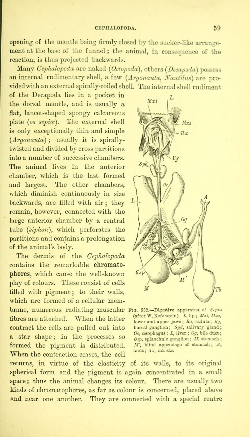 opening of the mantle being firmly closed by the sucker-like arrange- ment at the base of the funnel; the animal, in consequence of the reaction, is thus projected backwards. Many Cephalopoda are naked (Octopoda), others (Decapocla) possess an internal rudimentary shell, a few (Argonauta, Nautilus) are pro- vided with an external spirally-coiled shell. The internal shell rudiment of the Decapoda lies in a pocket in the dorsal mantle, and is usually a flat, lancet-shaped spongy calcareous plate (os sepice). The external shell is only exceptionally thin and simple (Argonauta); usually it is spirally- twisted and divided by cross partitions into a number of successive chambers. The animal lives in the anterior chamber, which is the last formed and largest. The other chambers, which diminish continuously in size backwards, are filled with air; they remain, however, connected with the large anterior chamber by a central tube {siphon), which perforates the partitions and contains a prolongation of the animal’s body. The dermis of the Cephalopoda contains the remarkable chromato- phores, which cause the well-known play of colours. These consist of cells filled with pigment; to their walls, which are formed of a cellular mem- brane, numerous radiating muscular Fio. 532.— Digestive apparatus of Sepia fibres are attached. When the latter contract the cells are pulled out into a star shape; in the processes so formed the pigment is distributed. When the contraction ceases, the cell returns, in virtue of the elasticity of its walls, to its original spherical form and the pigment is again concentrated in a small space; thus the animal changes its colour. There are usually two kinds of chromatophores, as far as colour is concerned, placed above and near one another. They are connected with a special centre (after W. Kef erstem). L, lip ; Mxi, Mxs, lower and upper jaws ; Ra, radula; Bg, buccal ganglion; Spd, salivary gland ; Oe, oesophagus; L, liver ; Gg, bile duct; Gsp, splanchnic ganglion; M, stomach ; AT, blind appendage of stomach ; A, anus; Tb, ink sac.