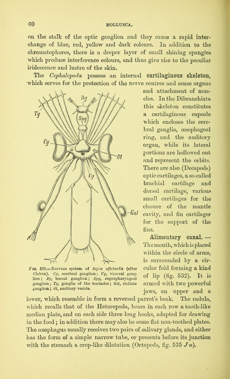 on the stalk of the optic ganglion and they cause a rapid inter- change of blue, red, yellow and dark colours. In addition to the chromatophores, there is a deeper layer of small shining spangies which produce interference colours, and thus give rise to the peculiar iridescence and lustre of the skin. The Cephalopoda possess an internal cartilaginous skeleton, 'which serves for the protection of the nerve centres and sense organs and attachment of mus- cles. In the Dibranchiata this skeleton constitutes a cartilaginous capsule which encloses the cere- bral ganglia, oesophageal ring, and the auditory organ, while its lateral portions are hollowed out and represent the orbits. There are also (Decapods) optic cartilages, a so-called brachial cartilage and dorsal cartilage, various small cartilages for the closure of the mantle cavity, and fin cartilage? for the support of the fins. Alimentary canal. — The mouth, which is placed within the circle of arms, is surrounded by a cir- cular fold forming a kind of lip (fig. 532). It is armed with two powerful jaws, an upper and a lower, which resemble in form a reversed parrot’s beak. The radula, which recalls that of the Heteropoda, bears in each row a tooth-like median plate, and on each side three long hooks, adapted for drawing in the food; in addition there may also be some flat non-toothed plates. The oesophagus usually receives two pairs of salivary glands, and either has the form of a simple narrow tube, or presents before its junction with the stomach a crop-like dilatation (Octopods, fig. 535 Jn). Fxo. 533.—Nervous system of Sepia officinalis (after Charon). Cg, cerebral ganglion; Vg, visceral gang- lion ; Bg, buccal ganglion; Spg, suprapharyngeal ganglion; Tg, ganglia of the tentacles; Gst, stellate ganglion; Ot, auditory vesicle.