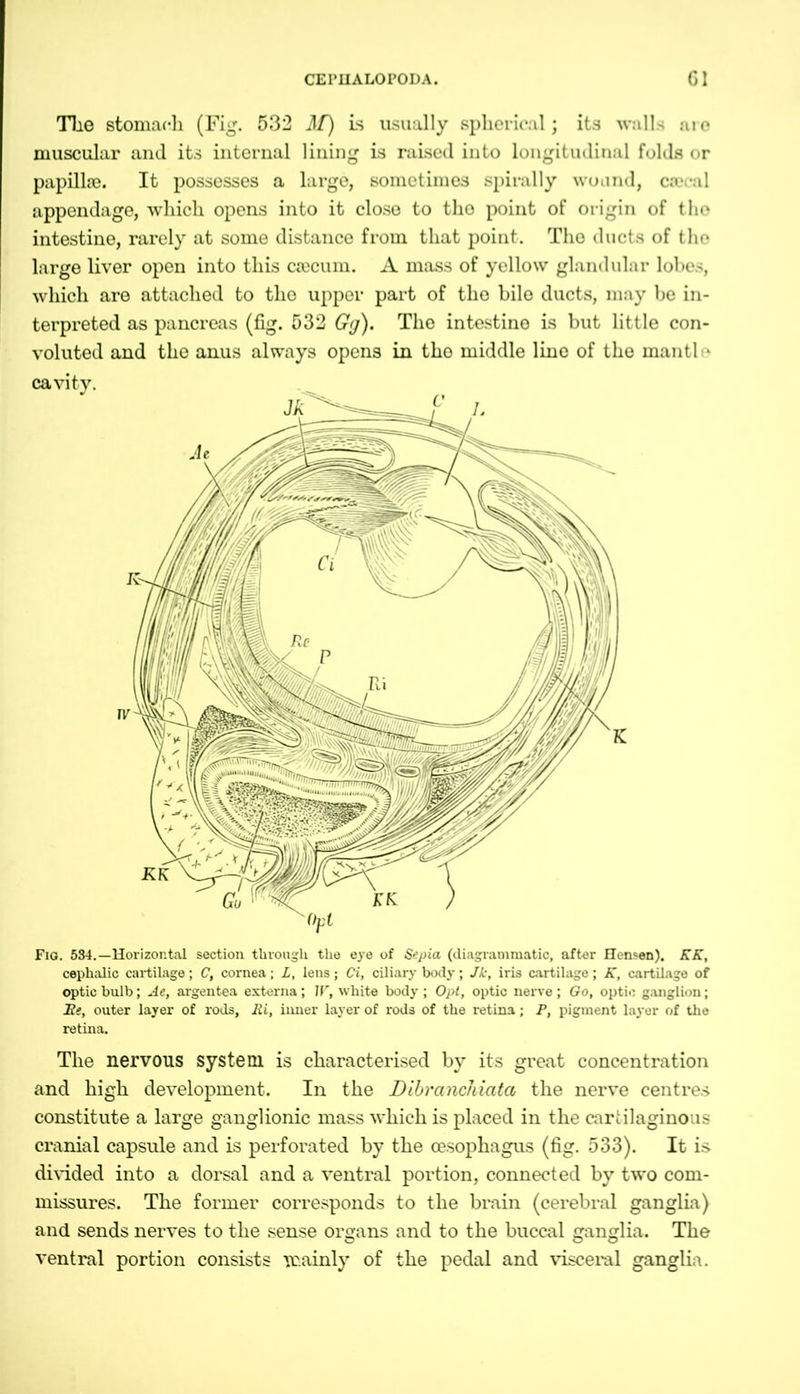 The stomach (Fig. 532 J/) is usually spherical; its walls are muscular and its internal lining is raised into longitudinal folds or papilke. It possesses a large, sometimes spirally wound, ca>eal appendage, which opens into it close to the point of origin of the intestine, rarely at some distance from that point. The ducts of the large liver open into this ciecum. A mass of yellow glandular lobes, which are attached to the upper part of the bile ducts, may be in- terpreted as pancreas (fig. 532 Gg). Tho intestine is but little con- voluted and the anus always opens in tho middle line of the mantle cavity. Fiq. 584.—Horizontal section through the eye of Sepia (diagrammatic, after Hensen). KK, cephalic cartilage; C, cornea; L, lens; Ci, ciliary body; Jk, iris cartilage; K, cartilage of optic bulb; Ae, argentea externa; IP, white body ; Opt, optic nerve ; Go, optic ganglion; He, outer layer of rods, Ri, inner layer of rods of the retina; P, pigment layer of the retina. The nervous system is characterised by its great concentration and high development. In the Dibranchiata the nerve centres constitute a large ganglionic mass which is placed in the cartilaginous cranial capsule and is perforated by the oesophagus (fig. 533). It is divided into a dorsal and a ventral portion, connected by two com- missures. The former corresponds to the brain (cerebral ganglia) and sends nerves to the sense organs and to the buccal ganglia. The ventral portion consists mainly of the pedal and visceral ganglia.