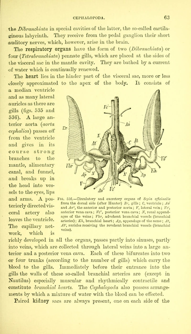 the Dibranchiata in special cavities of the latter, the so-called cartila- ginous labyrinth. They receive from the pedal ganglion their short auditory nerves, which, however, arise in the brain. The respiratory organs have the form of two (Dibranchiata) or four (Tetrabrancliiata) pennate gills, which are placed at the sides of the visceral sac in the mantle cavity. They are bathed by a current •of water which is continually renewed. The heart lies in the hinder part of the visceral sac, more or less closely approximated to the apex of the body. It consists of a median ventricle and as many lateral auricles as there are gills (figs. 535 and 536). A large an- terior aorta (aorta cephalica) passes off from the ventricle and gives in its course strong branches to the mantle, alimentary canal, and funnel, and breaks up in the head into ves- sels to the eyes, lips and arms. A pos- Pig. 536,—Circulatory and excretory organs of Sepia officinalis , . , i. . from the dorsal side (after Hunter) Br, gills; C, ventricle ; A o' tenoily Uliectea VIS- au(^ 4^ ^he anterior and posterior aorta ; P, lateral vein ; Pc', Ceral artery also anterior vena cava; Pc, posterior vena cava; N, renal append- - . . ages of the veins; Vbr, advehent branchial vessels (branchial leaves tile ventricle. arteries); Kh, branchial heart; Ap, appendage of the same ; At, The capillary net- auricles receiving the revehent branchial vessels (branchial i ^ i • i • veins). work, which is richly developed in all the organs, passes partly into sinuses, partly into veins, which are collected through lateral veins into a large an- terior and a posterior vena cava. Each of these bifurcates into two or four trunks (according to the number of gills) which carry the blood to the gills. Immediately before their entrance into the gills the walls of these so-called branchial arteries are (except in Nautilus) especially muscular and rhythmically contractile and constitute branchial hearts. The Cephalopoda also possess arrange- ments by which a mixture of water with the blood can be effected. Paired kidney sacs are always present, one on each side of the