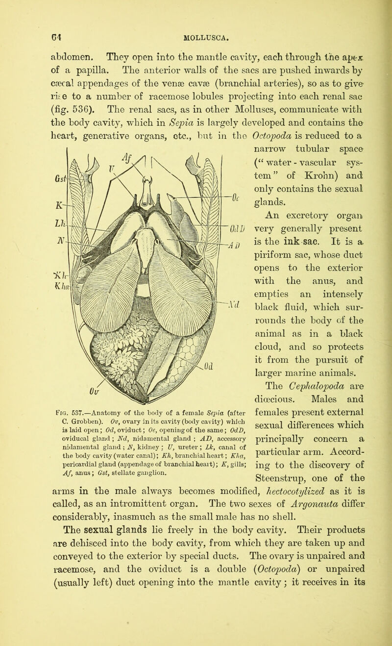 abdomen. They open into the mantle cavity, each through the ape* of a papilla. The anterior walls of the sacs are pushed inwards by caecal appendages of the venae cavae (branchial arteries), so as to give- rite to a number of racemose lobules projecting into each renal sac (fig. 536). The renal sacs, as in other Molluscs, communicate with the body cavity, which in Sepia is largely developed and contains the Octopoda is reduced to a narrow tubular space (“ water - vascular sys- tem ” of Krohn) and only contains the sexual glands. An excretory organ very generally present is the ink sac. It is a piriform sac, whose duct opens to the exterior with the anus, and empties an intensely black fluid, which sur- rounds the body of the animal as in a black cloud, and so protects it from the pursuit of larger marine animals. The Cephalopoda are dioecious. Males and females present external sexual differences which principally concern a particular arm. Accord- ing to the discovery of Steenstrup, one of the arms in the male always becomes modified, hectocotylized as it is called, as an intromittent organ. The two sexes of Argonauta differ considerably, inasmuch as the small male has no shell. The sexual glands lie freely in the body cavity. Their products are dehisced into the body cavity, from which they are taken up and conveyed to the exterior by special ducts. The ovary is unpaired and racemose, and the oviduct is a double (Octopoda) or unpaired (usually left) duct opening into the mantle cavity; it receives in its heart, generative organs, etc., but in the Fig. 537.—Anatomy of the body of a female Sepia (after C. Grobben). Ov, ovary in its cavity (body cavity) which is laid open; Od, oviduct; Oe, opening of the same; OdD, oviducal gland; Nd, nidamental gland ; AD, accessory nidamental gland ; A, kidney : U, ureter ; Lk, canal of the body cavity (water canal); Kh, branchial heart; Klia, pericardia] gland (appendage of branchial heart); K, gills; Af, anas; Gst, stellate ganglion.