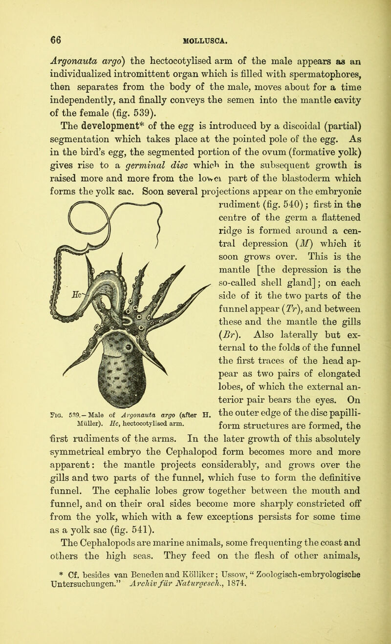 Argonauta argo) the hectocotylised arm of the male appears a3 an individualized intromittent organ which is filled with spermatophores, then separates from the body of the male, moves about for a time independently, and finally conveys the semen into the mantle cavity of the female (fig. 539). The development* of the egg is introduced by a discoidal (partial) segmentation which takes place at the pointed pole of the egg. As in the bird’s egg, the segmented portion of the ovum (formative yolk) gives rise to a germinal disc which in the subsequent growth is raised more and more from the lowei part of the blastoderm which forms the yolk sac. Soon several projections appear on the embryonic rudiment (fig. 540); first in the centre of the germ a flattened ridge is formed around a cen- tral depression (if) which it soon grows over. This is the mantle [the depression is the so-called shell gland]; on each side of it the two parts of the funnel appear (Tr), and between these and the mantle the gills (Br). Also laterally but ex- ternal to the folds of the funnel the first traces of the head ap- pear as two pairs of elongated lobes, of which the external an- terior pair bears the eyes. On the outer edge of the disc papilli- form structures are formed, the first rudiments of the arms. In the later growth of this absolutely symmetrical embryo the Cephalopod form becomes more and more apparent: the mantle projects considerably, and grows over the gills and two parts of the funnel, which fuse to form the definitive funnel. The cephalic lobes grow together between the mouth and funnel, and on their oral sides become more sharply constricted off from the yolk, which with a few exceptions persists for some time as a yolk sac (fig. 541). The Cephalopods are marine animals, some frequenting the coast and others the high seas. They feed on the flesh of other animals, * Cf. besides van Beneden and Kölliker; Ussow, “ Zoologisch-embryologische Untersuchungen.” Archiv für Naturgesch., 1874.