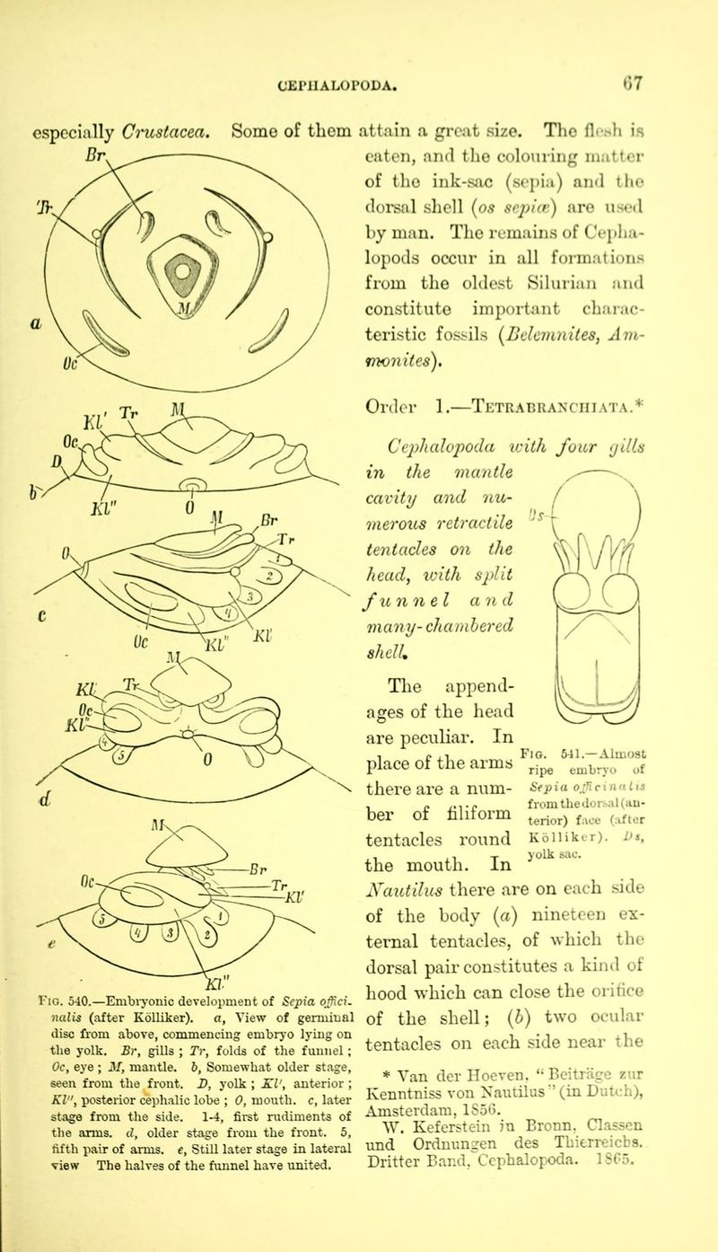especially Crustacea. Dr. Fio. 540.—Embryonic development of Sepia offici. nalis (after Kölliker). a, View of germiual disc from above, commencing embryo lying on the yolk. Br, gills ; Tr, folds of the funnel; Oc, eye ; ilf, mantle, b, Somewhat older stage, seen from the front. D, yolk ; KV, anterior ; KV\ posterior cephalic lobe ; 0, mouth, c, later stage from the side. 1-4, first rudiments of the arms, d, older stage from the front. 5, fifth pair of arms, e, Still later stage in lateral view The halves of the funnel have united. Some of them attain a great size. The flesh is eaten, and the colouring matter of the ink-sac (sepia) and the dorsal shell (os sepice) are used by man. The remains of Cepha- lopoda occur in all formations from the oldest Silurian and constitute important charac- teristic fossils (Belcmnites, Am- monites). Order 1.—Tetrabranciiiata.* Cephalopoda with four yills in the mantle cavity and nu- merous retractile tentacles on the heady with split funnel and many- chambered shell. The append- ages of the head are peculiar. In place of the arms there are a num- ber of filiform tentacles round the mouth. In Nautilus there are on each side of the body (a) nineteen ex- ternal tentacles, of which the dorsal pair constitutes a kind of hood which can close the orifice of the shell; (b) two ocular tentacles on each side near the * Van der Hoeven. “Beiträge zur Kenntniss von Nautilus '* (in Dutch), Amsterdam, 1856. W. Keferstein in Bronn, Classen imd Ordnungen des Thierreicbs. Dritter Band, Cephalopoda. 1865. Fig. 641.—Almost ripe embryo of Sepia officinalis from the dorsal (an- terior) face (after Kölliker). Vt, yolk sac.