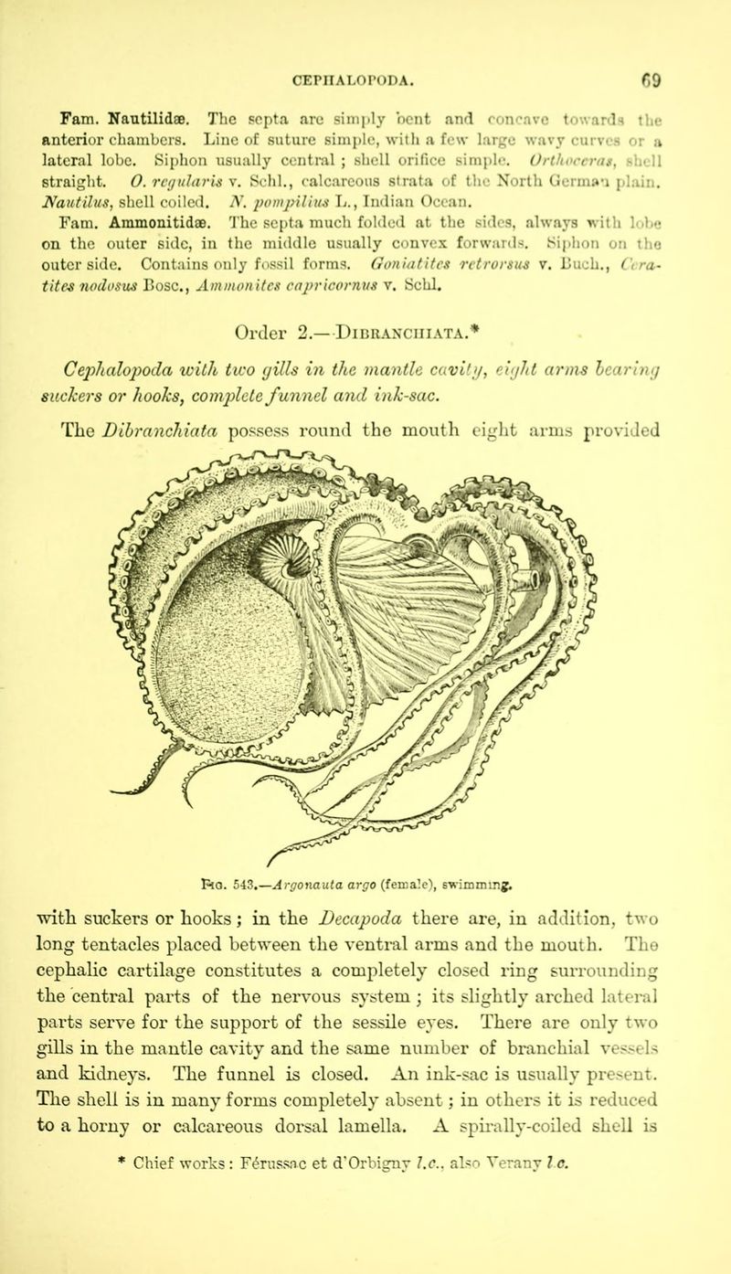 Fam. Nautilidae. The septa arc simply bent and concave towards the anterior chambers. Line of suture simple, with a few large wavy curves or a lateral lobe. Siphon usually central ; shell orifice simple. Orthoccras, shell straight. O. rcgularis v. Schl., calcareous strata of the North Gcrmau plain. Nautilus, shell coiled. N. pompilhis L., Indian Ocean. Fam. Ammonitidae. The septa much folded at the sides, always with lobe on the outer side, in the middle usually convex forwards. Siphon on the outer side. Contains only fossil forms. Goniatitcs retrorsus v. Buch., G ra- fites nodosus Bose., Ammonites capricornus v. Schl. Order 2.—Dibranchiata.* Cephalopoda with two gills in the mantle cavity, eight arms hearing suckers or hooks, complete funnel and ink-sac. The Dihranchiata possess round the mouth eight arms provided with suckers or hooks; in the JDecapoda there are, in addition, two long tentacles placed between the ventral arms and the mouth. The cephalic cartilage constitutes a completely closed ring surrounding the central parts of the nervous system ; its slightly arched lateral parts serve for the support of the sessile eyes. There are only two gills in the mantle cavity and the same number of branchial vessels and kidneys. The funnel is closed. An ink-sac is usually present. The shell is in many forms completely absent; in others it is reduced to a horny or calcareous dorsal lamella. A spirally-coiled shell is * Chief works: F4russac et d’Orbigny l.c., also Yerany I c.