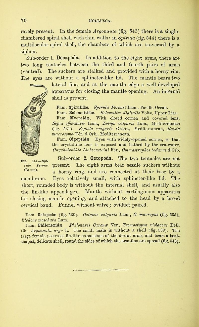 rarely present. In the female Argonauta (fig. 543) there is a single- chambered spiral shell with thin walls; in Spirula (fig. 544) there is a multilocular spiral shell, the chambers of which are traversed by a siphon. Sub-order 1. Decapoda. In addition to the eight arms, there are two long tentacles between the third and fourth pairs of arms (ventral). The suckers are stalked and provided with a horny rim. The eyes are without a sphincter-like lid. The mantle bears two lateral fins, and at the mantle edge a well-developed apparatus for closing the mantle opening. An internal shell is present. Fam. Spirulidae. Spirula Peronii Lam., Pacific Ocean. Fam. Belemnitidae. Belemnites digitalis Voltz, Upper Lias. Fam. Myopsidae. With closed cornea and covered lens. Sepia officinalis Lam., Loligo vulgaris Lam., Mediterranean (fig. 531). Sepiola vulgaris Grant., Mediterranean, Rossia macrosoma F6r. d’Orb., Mediterranean. Fam. Oigopsidae. Eyes with widely-opened cornea, so that the crystalline lens is exposed and bathed by the sea-water. Onychoteutliis Lichtensteini F6r., Ommastrephes todarus d’Orb. Sub-order 2. Octopoda. The two tentacles are not present. The eight arms bear sessile suckers without a horny ring, and are connected at their base by a Eyes relatively small, with sphincter-like lid. The short, rounded body is without the internal shell, and usually also the fin-like appendages. Mantle without cartilaginous apparatus for closing mantle opening, and attached to the head by a broad cervical band. Funnel without valve; oviduct paired. Fig. 544.—Spi- rula Peronii (Bronn). membrane. Fam. OctopodsB (fig. 530). Octopus vulgaris Lam., 0. macropus (fig. 535), Eledone moschata Lam. Fam. Philonexidse. Philonexis Carence Yer., Tremoctopus violaceus Dell. Ch., Argonauta argo L. The small male is without a shell (fig. 539). The large female possesses fin-like expansions of the dorsal arms, and bears a boat- shaped, delicate shell, round the sides of which the arm-fins are spread (fig. 543).