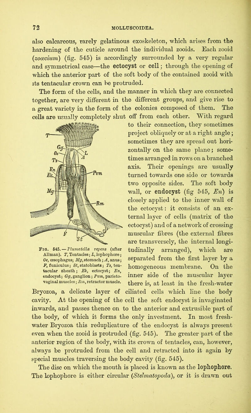 also calcareous, rarely gelatinous exoskeleton, which arises from the hardening of the cuticle around the individual zooids. Each zooid (zocecium) (fig. 545) is accordingly surrounded by a very regular and symmetrical case—the ectocyst or cell; through the opening of which the anterior part of the soft body of the contained zooid with its tentacular crown can be protruded. The form of the cells, and the manner in which they are connected together, are very different in the different groups, and give rise to a great variety in the form of the colonies composed of them. The cells are usually completely shut off from each other. With regard to their connection, they sometimes project obliquely or at a right angle; sometimes they are spread out hori- zontally on the same plane; some- times arranged in rows on a branched axis. Their openings are usually turned towards one side or towards two opposite sides. The soft body wall, or endocyst (fig 545, En) is closely applied to the inner wall of the ectocyst: it consists of an ex- ternal layer of cells (matrix of the ectocyst) and of a network of crossing muscular fibres (the external fibres are transversely, the internal longi- Fig. Mb.—Piumateiia repens (after tudinally arranged), which are AllmaD). T, Tentacles; L, lophophore; . „ ^ _ Oe, oesophagus; Mg,stomach; a, anus; separated from the first layer by a f, funiculus; statobiaats; Ts, ten- homogeneous membrane. On the tacular sheath; Ek, ectocyst; En, . ° endocyst; Gg, ganglion; Pvm, pane to- inner side of the muscular layer vaginal muscles; Em, retractor muscle. tpere at Jeast in the fresh-water Bryozoa, a delicate layer of ciliated cells which line the body cavity. At the opening of the cell the soft endocyst is invaginated inwards, and passes thence on to the anterior and extrusible part of the body, of which it forms the only investment. In most fresh- water Bryozoa this reduplicature of the endocyst is always present even when the zooid is protruded (fig. 545). The greater part of the anterior region of the body, with its crown of tentacles, can, however, always be protruded from the cell and retracted into it again by special muscles traversing the body cavity (fig. 545). The disc on which the mouth is placed is known as the lophophore. The lophophore is either circular (Stelmatopoda), or it is drawn out