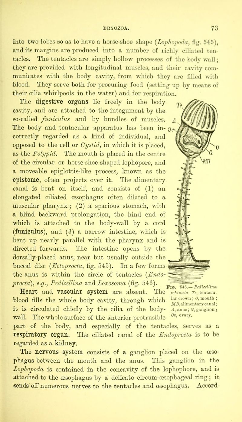 into two lobes so as to have a horse-shoe shape (Lophopoda, fig. 545), and its margins are produced into a number of richly ciliated ten tacles. The tentacles are simply hollow processes of the body wall; they are provided with longitudinal muscles, and their cavity com- municates with the body cavity, from which they are filled with blood. They serve both for procuring food (setting up by means of their cilia whirlpools in the water) and for respiration. The digestive organs lie freely in the body cavity, and are attached to the integument by the so-called funiculus and by bundles of muscles. The body and tentacular apparatus has been in- correctly regarded as a kind of individual, and opposed to the cell or Cystid, in which it is placed, as the Polypid. The mouth is placed in the centre of the circular or horse-shoe shaped lophopore, and a moveable epiglottis-like process, known as the epistome, often projects over it. The alimentary canal is bent on itself, and consists of (1) an elongated ciliated oesophagus often dilated to a muscular pharynx; (2) a spacious stomach, with a blind backward prolongation, the hind end of which is attached to the body-wall by a cord (funiculus), and (3) a narrow intestine, which is bent up nearly parallel with the pharynx and is directed forwards. The intestine opens by the dorsally-placed anus, near but usually outside the buccal disc (Ectoprocta, fig. 545). In a few forms the anus is within the circle of tentacles (Endo- proctci), e.n., Pedicellina and Loxosoma (fig. 546). Heart and vascular system are absent. The echinata. t>, tentacu- blood fills the whole body cavity, through which lar cr°wn; °'mouth : it is circulated chiefly by the cilia of the body- a, anus; c, ganglion; wall. The -whole surface of the anterior protrusible 0v> ovar'v* part of the body, and especially of the tentacles, serves as a respiratory organ. The ciliated canal of the Endoprocta is to be regarded as a kidney. The nervous system consists of a ganglion placed on the oeso- phagus between the mouth and the anus. This ganglion in the Lophopoda is contained in the concavity of the lophophore, and is attached to the oesophagus by a delicate circum-oesophageal ring; it sends off numerous nerves to the tentacles and oesophagus. Accord-
