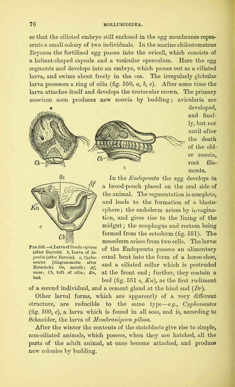 so that the ciliated embryo still enclosed in the egg membranes repre- sents a small colony of two individuals. In the marine chilostomatous Bryozoa the fertilized egg passes into the ovicell, which consists of a helmet-shaped capsule and a vesicular operculum. Here the egg segments and develops into an embryo, which passes out as a ciliated larva, and swims about freely in the sea. The irregularly globular larva possesses a ring of cilia (fig. 550, a, b, c). After some time the larva attaches itself and develops the tentacular crown. The primary zocßcium soon produces new zocecia by budding; avicularia are developed, and final- ly, but not until after the death of the old- er zooecia, root fila- ments. In the Endoprocta the egg develops in a brood-pouch placed on the oral side of the animal. The segmentation is complete, and leads to the formation of a blasto- sphere; the endoderm arises by invagina- tion, and gives rise to the lining of the midgut; the oesophagus and rectum being formed from the ectoderm (fig. 551). The mesoderm arises from two cells. The larvae of the Endoprocta possess an alimentary canal bent into the form of a horse-shoe, and a ciliated collar which is protruded at the front end; further, they contain a bud (fig. 551 e, Kn), as the first rudiment of a second individual, and a cement gland at the hind end (Er). Other larval forms, which are apparently of a very different structure, are reducible to the same type—e.g., Cyphonautes (fig. 500, c), a larva which is found in all seas, and is, according to Schneider, the larva of Membranipora pilosa. After the winter the contents of the statoblasts give rise to simple, non-ciliated animals, which possess, when they are hatched, all the parts of the adult animal, at once become attached, and produce new colonies by budding. Fig.550.—a,Larva of Canda reptans (after Barrois). b, Larva of Le- pralia (after Barrois). c, Cypho- nautes (diagrammatic after Hatschek). Oe, mouth; Af, anus; Cb, tuft of cilia; Kn, bud.