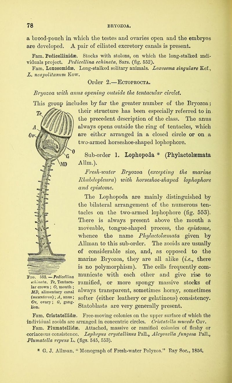 a brood-pouch in which the testes and ovaries open and the embryos are developed. A pair of ciliated excretory canals is present. Fam. Pedicellinid®. Stocks with stolons, on which the long-stalked indi- viduals project. Pedicellina echinata, Sars. (fig. 552). Fam. Loxosomidse. Long-stalked solitary animals. Loxosoma singulare Kef., Z. neapolitanvm Kow. Order 2.—Ectoprocta. Bryozoa with anus opening outside the tentacular circlet. This group includes by far the greater number of the Bryozoa; their structure has been especially referred to in the precedent description of the class. The anus always opens outside the ring of tentacles, which are either arranged in a closed circle or on a two-armed horseshoe-shaped lophophore. Sub-order 1. Lophopoda * (Phylactolaemata Alim.). Fresh-water Bryozoa (excepting the marine Rhabdopleura) with horseshoe-shaped lophophore and epistome. The Lophopoda are mainly distinguished by the bilateral arrangement of the numerous ten- tacles on the two-armed lophophore (fig. 553). There is always present above the mouth a moveable, tongue-shaped process, the epistome, whence the name Phylactolaemata given by Allman to this sub-order. The zooids are usually of considerable size, and, as opposed to the marine Bryozoa, they are all alike (i.e., there is no polymorphism). The cells frequently com- municate with each other and give rise to echinata. Te, Tentacu- ramified, or more spongy massive stocks of lar crown; O, mouth; . , . ,. , mb, alimentary canal always transparent, sometimes horny, sometimes (mesenteron); a, anus; softer (either leathery or gelatinous) consistency. Ov, ovary; G, gang- V J & ’ lion. btatoblasts are very generally present. Fam. Cristatellidae. Free-moving colonies on the upper surface of which the individual zooids are arranged in concentric circles. Cristatella vmcedo Cuv. Fam. Plumatellidse, Attached, massive or ramified colonies of fleshy or coriaceous consistence. Lophopus crystallinus Pall., Alcyonella fungosa Pall., Plumatella repens L. (figs. 545, 553). * G. J. Allman, “ Monograph of Fresh-water Polyzoa.” Bay Soc., 185fi. Tig. 552.—Pedicellina