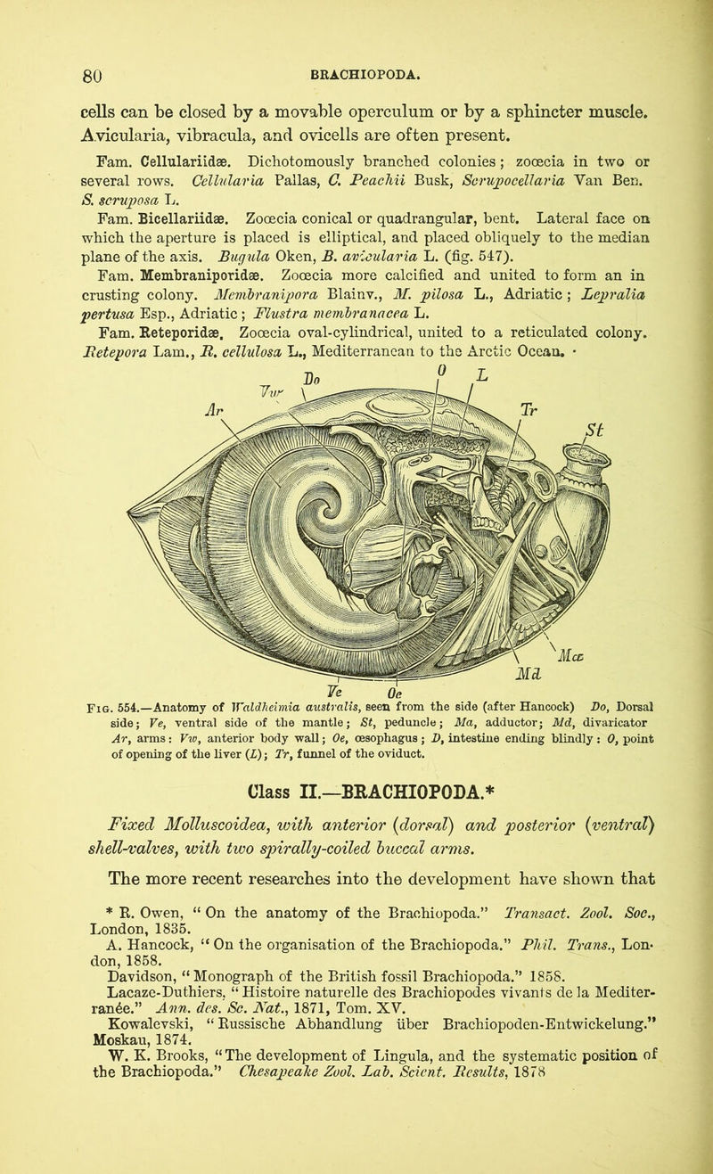cells can be closed by a movable operculum or by a sphincter muscle. Avicularia, vibracula, and ovicells are often present. Fam. Cellulariidae. Dichotomously branched colonies; zooecia in two or several rows. Cellularia Pallas, C. Peachii Busk, Scrupocellaria Yan Ben. S. scruposa L. Fam. Bicellariidse. Zooecia conical or quadrangular, bent. Lateral face on which the aperture is placed is elliptical, and placed obliquely to the median plane of the axis. Bugula Oken, B. avicularia L. (fig. 547). Fam. Membraniporidae. Zooecia more calcified and united to form an in crusting colony. Membranipora Blainv., M. pilosa L., Adriatic ; Lepralia pertusa Esp., Adriatic; Flustra membranacea L. Fam. Reteporidae. Zooecia oval-cylindrical, united to a reticulated colony. Betepora Lam,, R. cellulosa L., Mediterranean to the Arctic Ocean. • Fig. 554.—Anatomy of WaldJieimia australis, seen from the side (after Hancock) Do, Dorsal side; Ve, ventral side of the mantle; St, peduncle; Ma, adductor; Md, divaricator Ar, arms: Vw, anterior body wall; Oe, oesophagus; D, intestine ending blindly: 0, point of opening of the liver (L); Tr, funnel of the oviduct. Class II.—BRACHIOPODA* Fixed Molluscoidea, with anterior (dorsal) and posterior (ventral) shell-valves, with two spirally-coiled buccal arms. The more recent researches into the development have shown that * R. Owen, “ On the anatomy of the Brachiopoda.” Transact. Zool. Soc., London, 1835. A. Hancock, “ On the organisation of the Brachiopoda.” Phil. Trans., Lon- don, 1858. Davidson, “ Monograph of the British fossil Brachiopoda.” 1858. Lacaze-Duthiers, “ Histoire naturelle des Brachiopodes vivants de la Mediter- ran£e.” Ann. des. Sc. Nat., 1871, Tom. XV. Kowalevski, “ Russische Abhandlung über Brachiopoden-Entwickelung.” Moskau, 1874. W. K. Brooks, “ The development of Lingula, and the systematic position of the Brachiopoda.” Chesapeake Zool. Lab. Scicnt. Results, 1878