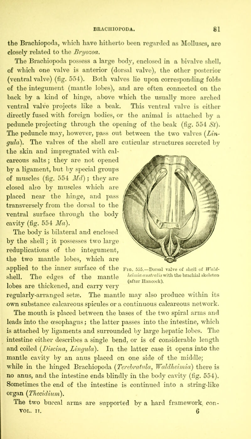 the Brachiopoda, which have hitherto been regarded as Molluscs, aro closely related to the Bryozoa. The Brachiopoda possess a large body, enclosed in a bivalve shell, of which one valve is anterior (dorsal valve), the other posterior (ventral valve) (fig. 554). Both valves lie upon corresponding folds of the integument (mantle lobes), and are often connected on the back by a kind of hinge, above which the usually more arched ventral valve projects like a beak. This ventral valve is either directly fused with foreign bodies, or the animal is attached by a peduncle projecting through the opening of the beak (fig. 554 St). The peduncle may, however, pass out between the two valves (Lin- gula). The valves of the shell are the skin and impregnated with cal- careous salts; they are not opened by a ligament, but by special groups of muscles (fig. 554 Md) ; they are closed also by muscles which are placed near the hinge, and pass transversely from the dorsal to the ventral surface through the body cavity (fig. 554 Md). The body is bilateral and enclosed by the shell; it possesses two large reduplications of the integument, the two mantle lobes, which are applied to the inner surface of the shell. The edges of the mantle lobes are thickened, and carry very regularly-arranged setae. The mantle may also produce within its own substance calcareous spicules or a continuous calcareous network. The mouth is placed between the bases of the two spiral arms and leads into the oesophagus; the latter passes into the intestine, which is attached by ligaments and surrounded by large hepatic lobes. The intestine either describes a single bend, or is of considerable length and coiled (Discina, Lingula). In the latter case it opens into the mantle cavity by an anus placed on one side of the middle; while in the hinged Brachiopoda (Terebratula, Waldheimia) there is no anus, and the intestine ends blindly in the body cavity (fig. 554). Sometimes the end of the intestine is continued into a string-like organ (Tliecidium). The two buccal arms are supported by a hard framework con- VOL. IT. 6 cuticular structures secreted by Fig. 555.—Dorsal valve of shell of Wald- heimia australis with the brachial skeleton (after Hancock).