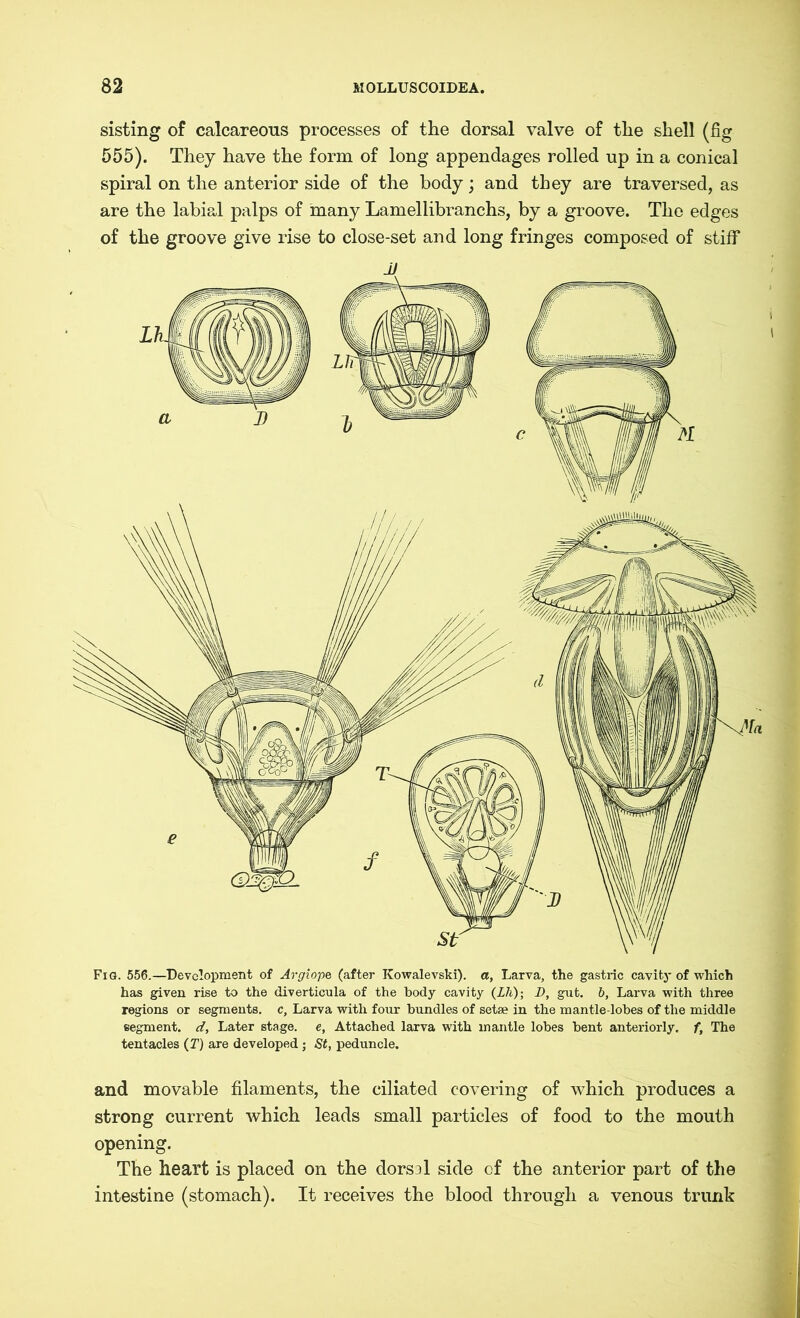 sisting of calcareous processes of the dorsal valve of the shell (fig 555). They have the form of long appendages rolled up in a conical spiral on the anterior side of the body; and they are traversed, as are the labial palps of many Lamellibranchs, by a groove. The edges of the groove give rise to close-set and long fringes composed of stiff* JJ Fig. 556.—Development of Argiope (after Kowalevski), a, Larva, the gastric cavity of which has given rise to the diverticula of the body cavity (Z7i); I), gut. b, Larva with three regions or segments, c, Larva with four bundles of setae in the mantle-lobes of the middle segment, d, Later stage, e, Attached larva with mantle lobes bent anteriorly, f, The tentacles (T) are developed; St, peduncle. and movable filaments, the ciliated covering of which produces a strong current which leads small particles of food to the mouth opening. The heart is placed on the clorsrl side of the anterior part of the intestine (stomach). It receives the blood through a venous trunk