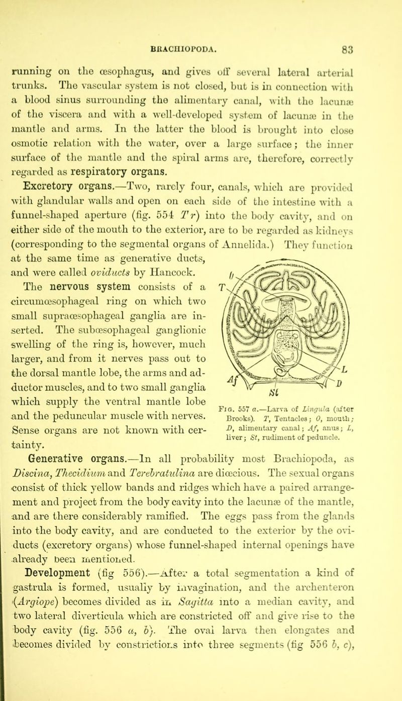 running on the oesophagus, and gives olF several lateral arterial trunks. The vascular system is not closed, but is in connection with a blood sinus surrounding the alimentary canal, with tho lacuna* of the viscera and with a well-developed system of lacunie in the mantle and arms. In the latter the blood is brought into close osmotic relation with the water, over a large surface; the inner surface of the mantle and the spiral arms are, therefore, correctly regarded as respiratory organs. Excretory organs.—Two, rarely four, canals, which are provided with glandular walls and open on each side of the intestine with a funnel-shaped aperture (fig. 554 Tr) into the body cavity, and on either side of the mouth to the exterior, are to be regarded as kidneys (corresponding to the segmental organs of Annelida.) They function at the same time as generative ducts, and were called oviducts by Hancock. The nervous system consists of a circumoesophageal ring on which two small supracesophageal ganglia are in- serted. The subcesophageal ganglionic swelling of the ring is, however, much larger, and from it nerves pass out to the dorsal mantle lobe, the arms and ad- ductor muscles, and to two small ganglia which supply the ventral mantle lobe and the peduncular muscle with nerves. Sense organs are not known with cer- tainty. Generative organs.—In all probability most Brachiopoda, as Discina, Theddium and T&rebratulina are dioecious. The sexual organs consist of thick yellow bands and ridges which have a paired arrange- ment and project from the body cavity into the lacunae of the mantle, and are there considerably ramified. The eggs pass from the glands into the body cavity, and are conducted to the exterior by the ovi- ducts (excretory organs) whose funnel-shaped internal openings have already been mentioned. Development (fig 556).—iHter a total segmentation a kind of gastrula is formed, usually by invagination, and the archenteron {Argiope) becomes divided as in Sayitta into a median cavity, and two lateral diverticula which are constricted off* and give rise to the body cavity (fig. 556 a, b). The oval larva then elongates and •becomes divided by constrictions into three segments (fig 556 b, c), Fig. 557 a.—Larva of Lingula (after Brooks). T, Tentacles; 0, mouth; D, alimentary canal; Af, anus; L, liver; St, rudiment of peduncle.
