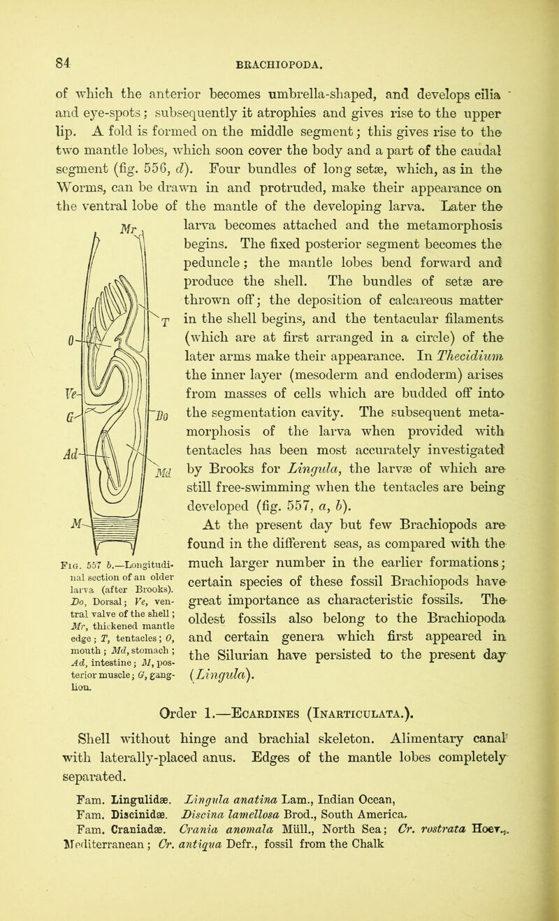 of wdiich the anterior becomes umbrella-shaped, and develops cilia ' and eye-spots; subsequently it atrophies and gives rise to the upper lip. A fold is formed on the middle segment; this gives rise to the two mantle lobes, which soon cover the body and a part of the caudal segment (fig. 556, d). Four bundles of long setae, which, as in the Worms, can be drawn in and protruded, make their appearance on the ventral lobe of the mantle of the developing larva. Later the larva becomes attached and the metamorphosis begins. The fixed posterior segment becomes the peduncle; the mantle lobes bend forward and produce the shell. The bundles of setae are thrown off; the deposition of calcareous matter in the shell begins, and the tentacular filaments (which are at first arranged in a circle) of the later arms make their appearance. In Thecidium the inner layer (mesoderm and endoderm) arises from masses of cells which are budded off into the segmentation cavity. The subsequent meta- morphosis of the larva when provided with tentacles has been most accurately investigated' by Brooks for Lingida, the larvae of which are still free-swimming when the tentacles are being developed (fig. 557, a, b). At the present day but few Brachiopods are found in the different seas, as compared with the much larger number in the earlier formations; certain species of these fossil Brachiopods have great importance as characteristic fossils. The oldest fossils also belong to the Brachiopoda and certain genera which first appeared in the Silurian have persisted to the present day (Lingula). Fio. 557 5.—Longitudi- nal section of an older larva (after Brooks). Do, Dorsal; Ve, ven- tral valve of the shell; Mr, thickened mantle edge; T, tentacles; 0, mouth ; Md, stomach ; Ad, intestine; M, pos- terior muscle; G, gang- lion. Order 1.—Ecardines (Inarticulata.). Shell without hinge and brachial skeleton. Alimentary canal1 with laterally-placed anus. Edges of the mantle lobes completely separated. Fam. Lingulidae. Lingula anatina Lam., Indian Ocean, Fam. Discinidae. Discina lamellosa Brod., South America. Fam. Craniadae. Crania anomala Müll., North Sea; Cr. rostrata Hoer.s. Mediterranean ; Cr. antiqua Defr., fossil from the Chalk