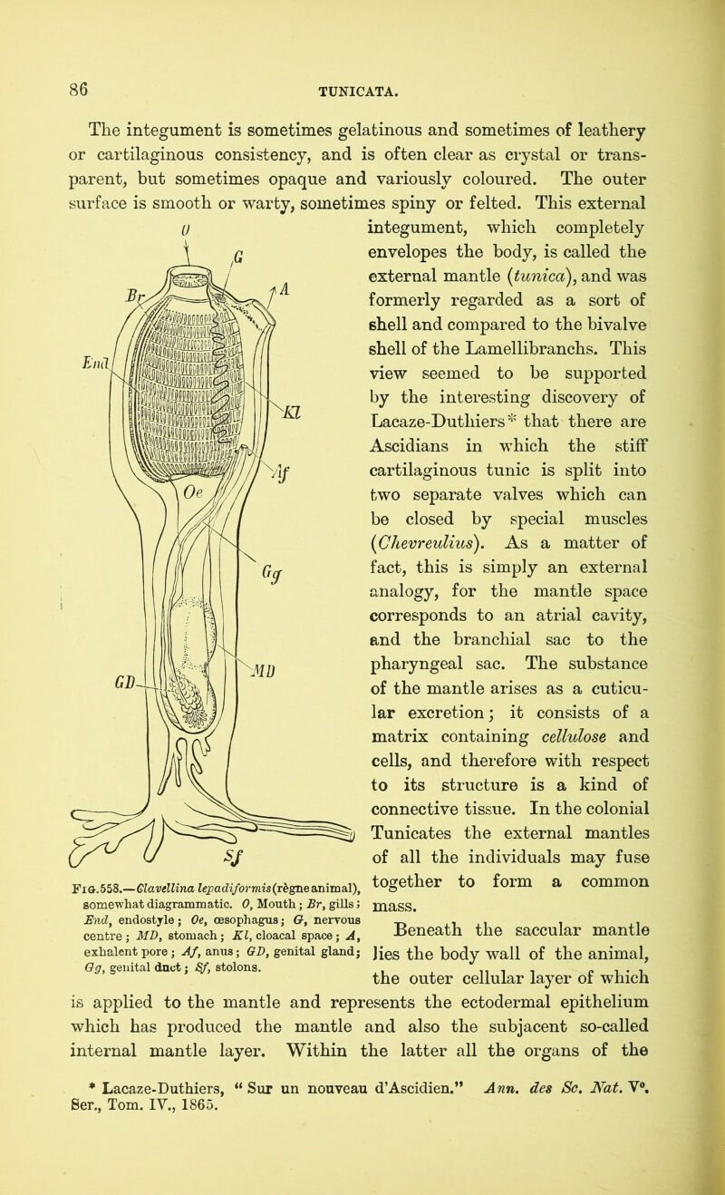 The integument is sometimes gelatinous and sometimes of leathery or cartilaginous consistency, and is often clear as crystal or trans- parent, but sometimes opaque and variously coloured. The outer surface is smooth or warty, sometimes spiny or felted. This external integument, which completely envelopes the body, is called the external mantle [tunica), and was formerly regarded as a sort of shell and compared to the bivalve shell of the Lamellibranchs. This view seemed to be supported by the interesting discovery of Lacaze-Duthiers * that there are Ascidians in which the stiff cartilaginous tunic is split into two separate valves which can be closed by special muscles (Chevreulius). As a matter of fact, this is simply an external analogy, for the mantle space corresponds to an atrial cavity, and the branchial sac to the pharyngeal sac. The substance of the mantle arises as a cuticu- lar excretion; it consists of a matrix containing cellulose and cells, and therefore with respect to its structure is a kind of connective tissue. In the colonial Tunicates the external mantles of all the individuals may fuse together to form a common Beneath the saccular mantle Fig.558.—Glavellinalejpadiformis(Tbgne&mm&l), somewhat diagrammatic. 0, Mouth; Br, gills; mass. Und, endostyle; Oe, oesophagus; O, nervous centre; MD, stomach; Kl, cloacal space; A, exhalent pore; Af, anus; GD, genital gland; Jies the body wall of the animal, Og, genital duct; ^stolons. , , „ , . „ , . , the outer cellular layer ol which is applied to the mantle and represents the ectodermal epithelium which has produced the mantle and also the subjacent so-called internal mantle layer. Within the latter all the organs of the * Lacaze-Duthiers, “ Sur un nouveau d’Ascidien.” Ser., Tom. IY., 1865. Ann. des Sc. Nat. V°.