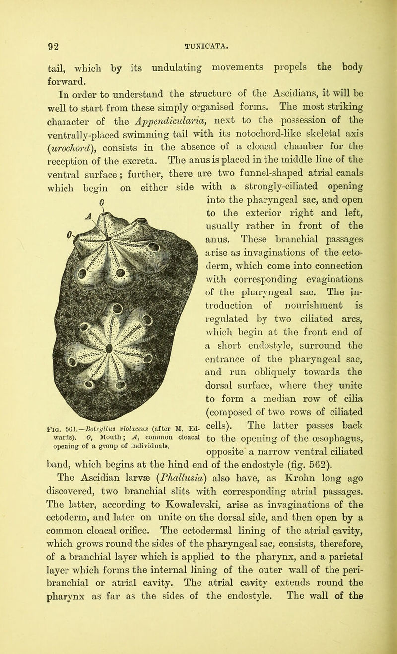tail, which by its undulating movements propels the body forward. In order to understand the structure of the Ascidians, it will be well to start from these simply organised forms. The most striking character of the A'p'pQyidicvlciTici, next to the possession of the ventrally-placed swimming tail with its notochord-like skeletal axis (urochord), consists in the absence of a cloacal chamber for the reception of the excreta. The anus is placed in the middle line of the ventral surface; further, there are two funnel-shaped atrial canals which begin on either side with a strongly-ciliated opening into the pharyngeal sac, and open to the exterior right and left, usually rather in front of the anus. These branchial passages arise as invaginations of the ecto- derm, which come into connection with corresponding evaginations of the pharyngeal sac. The in- troduction of nourishment is regulated by two ciliated arcs, which begin at the front end of a short endostyle, surround the entrance of the pharyngeal sac, and run obliquely towards the dorsal surface, where they unite to form a median row of cilia (composed of two rows of ciliated Fig. 6Ol.—liolryUus violaceus (after M. Ed- Cells). The latter passes back wards). 0, Mouth; A, common cloacal the Opening of the CeSOphagUS, opening of a group of individuals. . ... , , opposite a narrow ventral ciliated band, which begins at the hind end of the endostyle (fig. 562). The Ascidian larvae (Phallusia) also have, as Krohn long ago discovered, two branchial slits with corresponding atrial passages. The latter, according to Kowalevski, arise as invaginations of the ectoderm, and later on unite on the dorsal side, and then open by a common cloacal orifice. The ectodermal lining of the atrial cavity, which grows round the sides of the pharyngeal sac, consists, therefore, of a branchial layer which is applied to the pharynx, and a parietal layer which forms the internal lining of the outer wall of the peri- branchial or atrial cavity. The atrial cavity extends round the pharynx as far as the sides of the endostyle. The wall of the