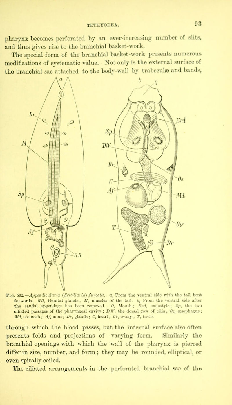 pharynx becomes perforated by an ever-increasing number of slits, and thus gives rise to tho branchial basket-work. The special form of the branchial basket-work presents numerous modifications of systematic value. Not only is tho external surface of the branchial sac attached to the body-wall by trabecula) and bands, Fig. 562.—Appen.licularia (FritMaria) furcata. a. From the ventral side with the tail bent forwards. GD, Genital glands ; M, muscles of the tail, b. From the ventral side after the caudal appendage has been removed. 0, Mouth; Etui, endostyle; Sp, the two ciliated passages of the pharyngeal cavity; DII', the dorsal row of cilia; Oe, oesophagus ; Md, stomach ; Af, anus; Dr, glands; C, heart; Or, ovary ; T, testis. through which the blood passes, but the internal surface also often presents folds and projections of varying form. Similarly the branchial openings with which the wall of the pharynx is pierced differ in size, number, and form; they may be rounded, elliptical, or even spirally coiled. The ciliated arrangements in the perforated branchial sac of the