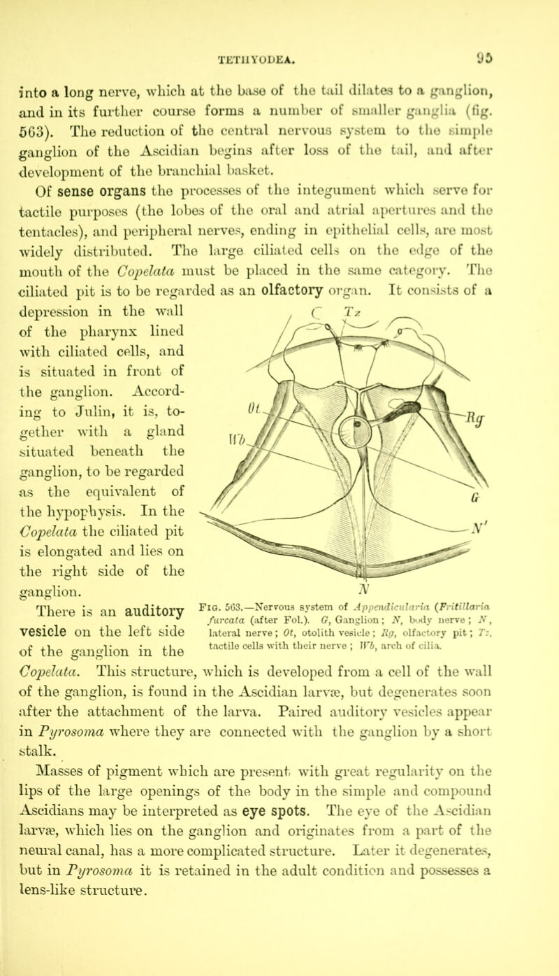 into a long nerve, which at the base of the tail dilates to a ganglion, and in its further course forms a number of smaller ganglia (fig. 563). The reduction of the central nervous system to the simple ganglion of the Ascidian begins after loss of the tail, and after development of the branchial basket. Of sense organs the processes of the integument which servo for tactile purposes (the lobes of the oral and atrial apertures and the tentacles), and peripheral nerves, ending in epithelial cells, are most widely distributed. The large ciliated cells on the edge of the mouth of the Copelata must be placed in the same category. The ciliated pit is to be regarded as an olfactory organ. It consists of a depression in the wall of the pharynx lined with ciliated cells, and is situated in front of the ganglion. Accord- ing to Julin, it is, to- gether with a gland situated beneath the ganglion, to be regarded as the equivalent of the hypophysis. In the Copelata the ciliated pit is elongated and lies on the right side of the ganglion. There is an auditory vesicle on the left side of the ganglion in the Copelata. This structure, which is developed from a cell of the wall of the ganglion, is found in the Ascidian larvae, but degenerates soon after the attachment of the larva. Paired auditory vesicles appear in Pyrosoma where they are connected with the ganglion by a short stalk. Masses of pigment which are present with great regularity on the lips of the large openings of the body in the simple and compound Ascidians may be interpreted as eye spots. The eye of the Ascidian larvae, which lies on the ganglion and originates from a part of the neural canal, has a more complicated structure. Later it degenerates, but in Pyrosoma it is retained in the adult condition and possesses a lens-like structure. Fig. 563.—Nervous system of Appendicularia (Fritillaria furcata (after Fol.). G, Ganglion; N, body nerve ; N, lateral nerve; Ot, otolith vesicle; Rg, olfactory pit; Tz, tactile cells with their nerve ; IVb, arch of cilia.