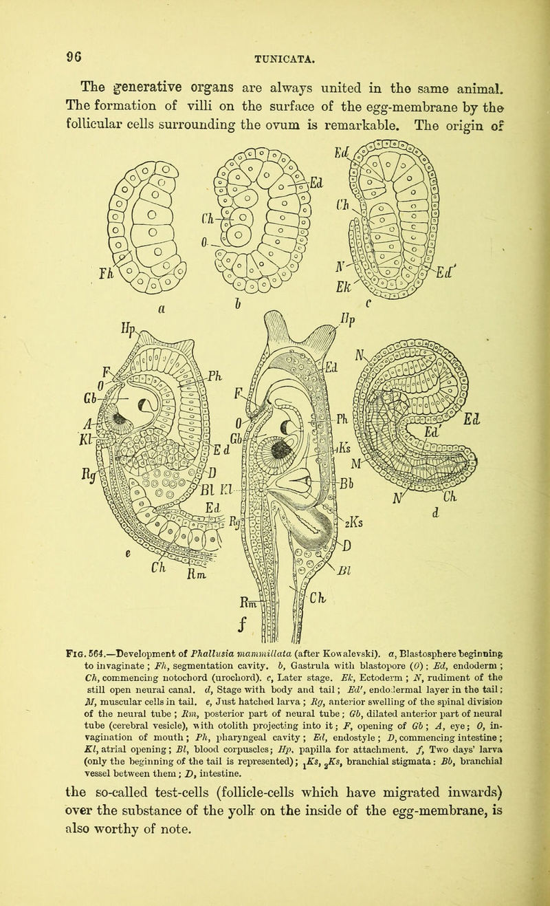 9G The generative organs are always united in the same animal. The formation of villi on the surface of the egg-membrane by the follicular cells surrounding the ovum is remarkable. The origin of Fig. 564.—Development of Phalliisia mammillata (after Kowalevski), a, Blastosphere beginning to invaginate; Fh, segmentation cavity, b, Gastrula with blastopore (0) ; Ed, endoderm ; Ch, commencing notochord (urochord). c, Later stage. Ek, Ectoderm ; N, rudiment of the still open neural canal, d, Stage with body and tail; Ed', endolermal layer in the tail; M, muscular cells in tail, e, Just hatched larva ; Eg, anterior swelling of the spinal division of the neural tube ; Rm, posterior part of neural tube; Gb, dilated anterior part of neural tube (cerebral vesicle), with otolith projecting into it; F, opening of Gb; A, eye; 0, in- vagination of mouth; PJi, pharyngeal cavity ; Ed, endostyle ; D, commencing intestine ; El, atrial opening; El, blood corpuscles; Hp, papilla for attachment. /, Two days’ larva (only the beginning of the tail is represented); ^Ks, 2Ks, branchial stigmata: Bb, branchial vessel between them; D, intestine. the so-called test-cells (follicle-cells which have migrated inwards) over the substance of the yolk on the inside of the egg-membrane, is also worthy of note.