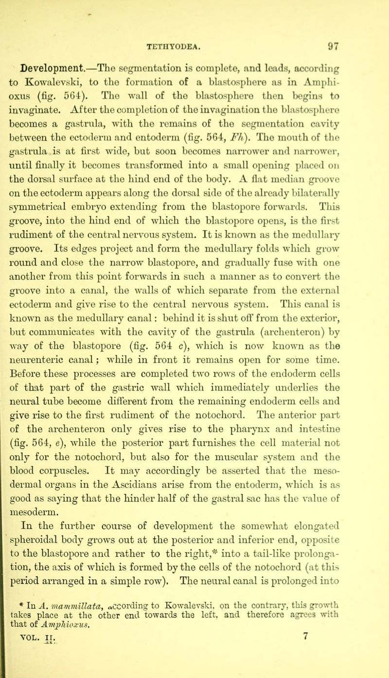 Development.—The segmentation is complete, and leads, according to Kowalevski, to the formation of a blastosphere as in Amphi- oxus (fig. 564). The wall of the blastosphere then begins to invaginate. After the completion of the invagination the blastosphere becomes a gastrula, with the remains of the segmentation cavity between the ectoderm and entoderm (fig. 564, Fh). The mouth of the gastrula is at first wide, but soon becomes narrower and narrower, until finally it becomes transformed into a small opening placed on the dorsal surface at the hind end of the body. A flat median groove on the ectoderm appears along the dorsal side of the already bilaterally symmetrical embryo extending from the blastopore forwards. This groove, into the hind end of which the blastopore opens, is the first rudiment of the central nervous system. It is known as the medullary groove. Its edges project and form the medullary folds which grow round and close the narrow blastopore, and gradually fuse with one another from this point forwards in such a manner as to convert the groove into a canal, the walls of which separate from the external ectoderm and give rise to the central nervous system. This canal is known as the medullary canal: behind it is shut off from the exterior, but communicates with the cavity of the gastrula (archenteron) by way of the blastopore (fig. 564 c), which is now known as the neurenteric canal; while in front it remains open for some time. Before these processes are completed two rows of the endoderm cells of that part of the gastric wall which immediately underlies the neural tube become different from the remaining endoderm cells and give rise to the first rudiment of the notochord. The anterior part of the archenteron only gives rise to the pharynx and intestine (fig. 564, e), while the posterior part furnishes the cell material not only for the notochord, but also for the muscular system and the blood corpuscles. It may accordingly be asserted that the meso- dermal organs in the Ascidians arise from the entoderm, which is as good as saying that the hinder half of the gastral sac has the value of mesoderm. In the further course of development the somewhat elongated spheroidal body grows out at the posterior and inferior end, opposite to the blastopore and rather to the right,* into a tail-like prolonga- tion, the axis of which is formed by the cells of the notochord (at this period arranged in a simple row). The neural canal is prolonged into * In A. mammillata, according to Kowalevski, on the contrary, this growth takes place at the other end towards the left, and therefore agrees with that of Amphioxus. VOL. ir. 7