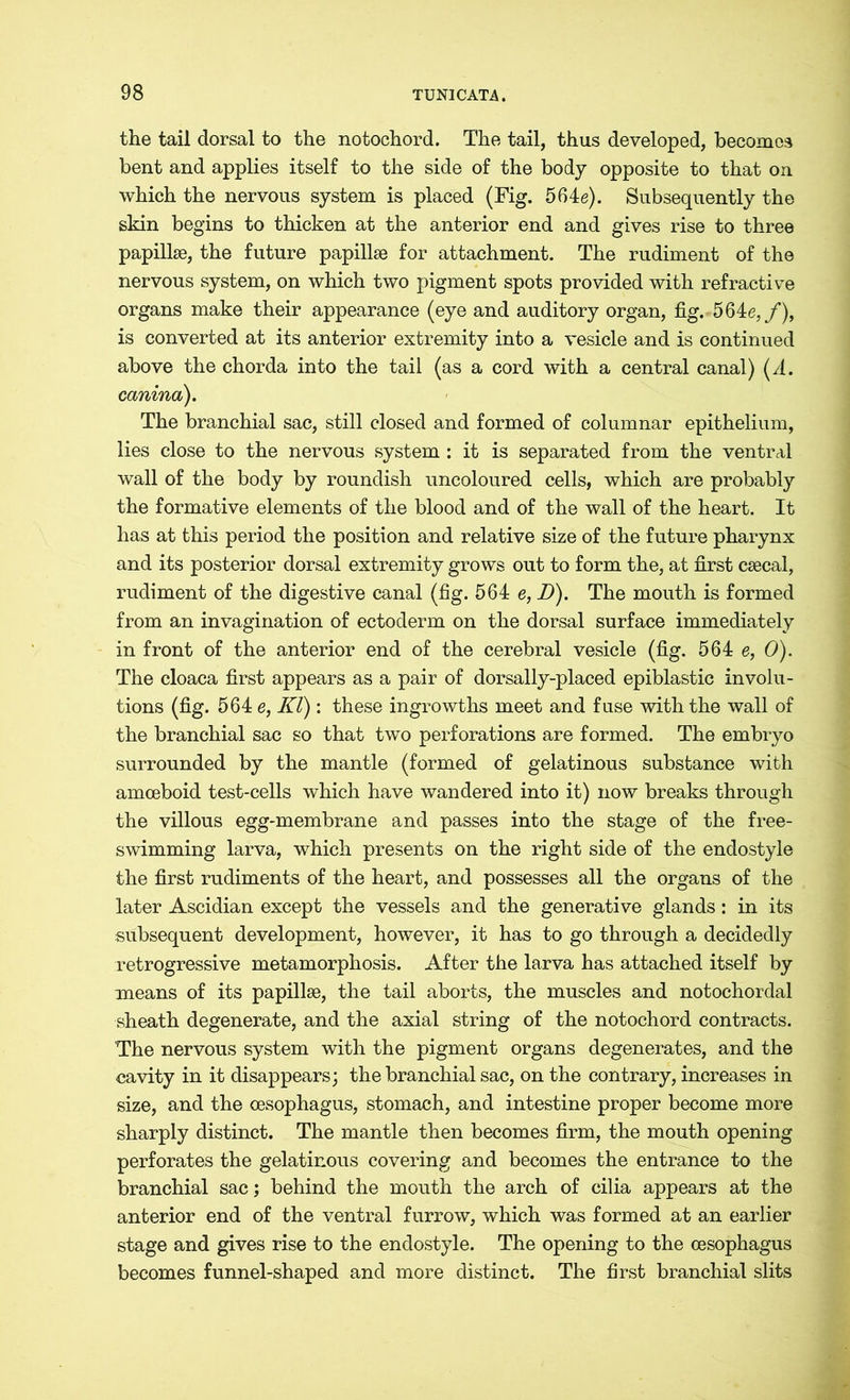 the tail dorsal to the notochord. The tail, thus developed, becomes bent and applies itself to the side of the body opposite to that on which the nervous system is placed (Fig. 564e). Subsequently the skin begins to thicken at the anterior end and gives rise to three papillae, the future papillae for attachment. The rudiment of the nervous system, on which two pigment spots provided with refractive organs make their appearance (eye and auditory organ, fig. 564e,f), is converted at its anterior extremity into a vesicle and is continued above the chorda into the tail (as a cord with a central canal) (A. canina). The branchial sac, still closed and formed of columnar epithelium, lies close to the nervous system : it is separated from the ventral wall of the body by roundish uncoloured cells, which are probably the formative elements of the blood and of the wall of the heart. It has at this period the position and relative size of the future pharynx and its posterior dorsal extremity grows out to form the, at first caecal, rudiment of the digestive canal (fig. 564 e, D). The mouth is formed from an invagination of ectoderm on the dorsal surface immediately in front of the anterior end of the cerebral vesicle (fig. 564 e, 0). The cloaca first appears as a pair of dorsally-placed epiblastic involu- tions (fig. 564 e, Kl): these ingrowths meet and fuse with the wall of the branchial sac so that two perforations are formed. The embryo surrounded by the mantle (formed of gelatinous substance with amoeboid test-cells which have wandered into it) now breaks through the villous egg-membrane and passes into the stage of the free- swimming larva, which presents on the right side of the endostyle the first rudiments of the heart, and possesses all the organs of the later Ascidian except the vessels and the generative glands: in its subsequent development, however, it has to go through a decidedly retrogressive metamorphosis. After the larva has attached itself by means of its papillae, the tail aborts, the muscles and notochordal sheath degenerate, and the axial string of the notochord contracts. The nervous system with the pigment organs degenerates, and the cavity in it disappears; the branchial sac, on the contrary, increases in size, and the oesophagus, stomach, and intestine proper become more sharply distinct. The mantle then becomes firm, the mouth opening perforates the gelatinous covering and becomes the entrance to the branchial sac; behind the mouth the arch of cilia appears at the anterior end of the ventral furrow, which was formed at an earlier stage and gives rise to the endostyle. The opening to the oesophagus becomes funnel-shaped and more distinct. The first branchial slits