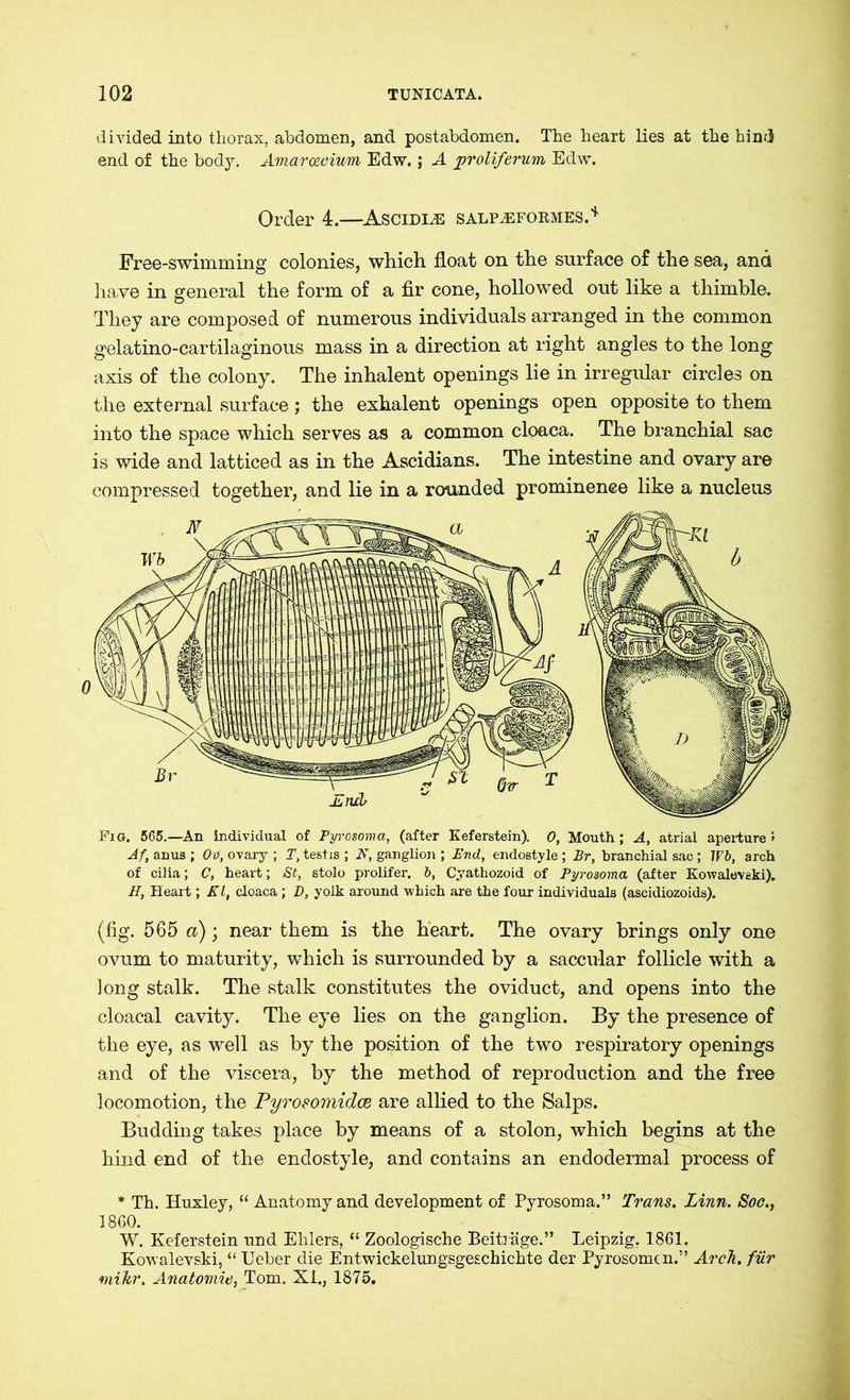 divided into thorax, abdomen, and postabdomen. The heart lies at the hind end of the body. Amarcecium Edw.; A proliferum Edw. Order 4.—Ascidüe salp.eformes.1' Free-swimming colonies, which float on the surface of the sea, and have in general the form of a fir cone, hollowed out like a thimble. They are composed of numerous individuals arranged in the common gelatino-cartilaginous mass in a direction at right angles to the long axis of the colony. The inhalent openings lie in irregular circles on the external surface; the exhalent openings open opposite to them into the space which serves as a common cloaca. The branchial sac is wide and latticed as in the Ascidians. The intestine and ovary are compressed together, and lie in a rounded prominence like a nucleus Fig. 565.—An individual of Pyrosoma, (after Kef erstem). 0, Mouth ; A, atrial aperture J Af, anus ; Otf, ovary ; T, testis ; 2VT, ganglion ; End, endostyle ; Br, branchial sac; JVb, arch of cilia; C, heart; St, stolo prolifer, b, Cyathozoid of Pyrosoma (after Kowalevski). H, Heart; Kl, cloaca ; D, yolk around which are the four individuals (ascidiozoids). (fig. 565 a); near them is the heart. The ovary brings only one ovum to maturity, which is surrounded by a saccular follicle with a long stalk. The stalk constitutes the oviduct, and opens into the cloacal cavity. The eye lies on the ganglion. By the presence of the eye, as well as by the position of the two respiratory openings and of the viscera, by the method of reproduction and the free locomotion, the Pyrosomidce are allied to the Salps. Budding takes place by means of a stolon, which begins at the hind end of the endostyle, and contains an endodermal process of * Th. Huxley, “ Anatomy and development of Pyrosoma.” Trans. Linn. Soo., 1860. W. Kef erstem und Ehlers, “ Zoologische Beiträge.” Leipzig, 1861. Kowalevski, “ Ueber die Entwickelungsgeschichte der Pyrosomen.” Arch, für mikr. Anatomie, Tom. XI., 1875.