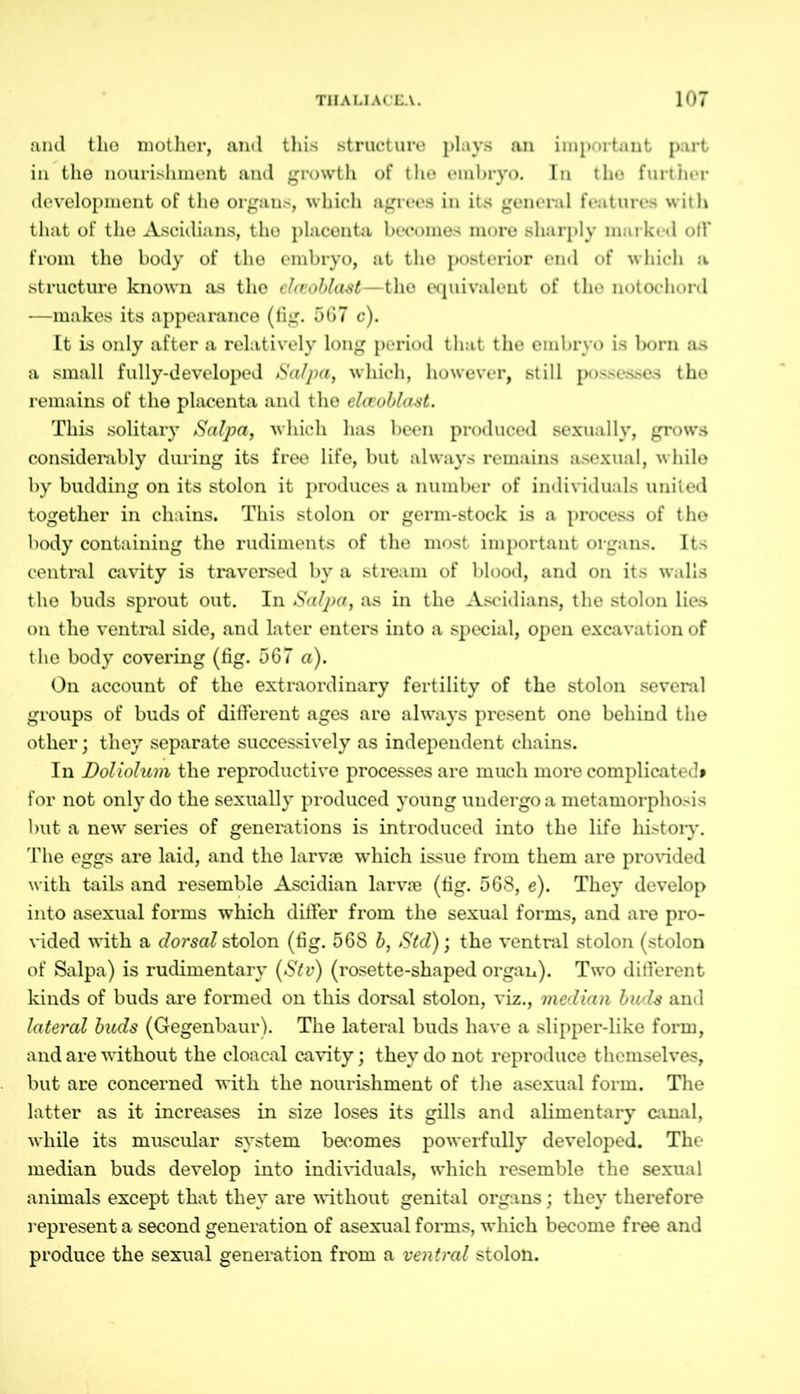 and the mother, and this structure plays an important part in the nourishment and growth of the embryo. In the further development of the organs, which agrees in its general features with that of the Ascidians, the placenta becomes more sharply marked off from the body of the embryo, at the posterior end of which a structure known as the elceoblast—the equivalent of the notochord —makes its appearance (fig. 567 c). It is only after a relatively long period that the embryo is born as a small fully-developed Salpa, which, however, still possesses the remains of the placenta and the elceoblast. This solitary Salpa, which has been produced sexually, grows considerably during its free life, but always remains asexual, while by budding on its stolon it produces a number of individuals united together in chains. This stolon or germ-stock is a process of the body containing the rudiments of the most important organs. Its central cavity is traversed by a stream of blood, and on its walls the buds sprout out. In Salpa, as in the Ascidians, the stolon lies on the ventral side, and later enters into a special, open excavation of the body covering (fig. 567 a). On account of the extraordinary fertility of the stolon several groups of buds of different ages are always present one behind the other; they separate successively as independent chains. In Doliolum the reproductive processes are much more complicated» for not only do the sexually produced young undergo a metamorphosis but a new series of generations is introduced into the life history. The eggs are laid, and the larvae which issue from them are provided with tails and resemble Ascidian larvae (fig. 568, e). They develop into asexual forms which differ from the sexual forms, and are pro- vided with a dorsal stolon (fig. 568 b, Std); the ventral stolon (stolon of Salpa) is rudimentary (Stv) (rosette-shaped organ). Two different kinds of buds are formed on this dorsal stolon, viz., median buds and lateral buds (Gegenbaur). The lateral buds have a slipper-like form, and are without the cloacal cavity; they do not reproduce themselves, but are concerned with the nourishment of the asexual form. The latter as it increases in size loses its gills and alimentary canal, while its muscular system becomes powerfully developed. The median buds develop into individuals, which resemble the sexual animals except that they are without genital organs; they therefore represent a second generation of asexual forms, which become free and produce the sexual generation from a ventral stolon.